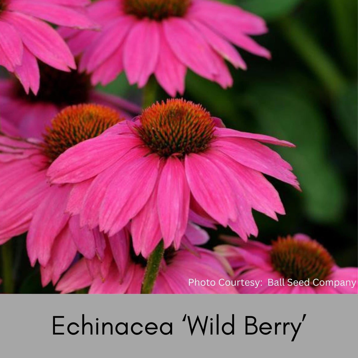 Echinacea Mix | 6 or 12 Colors! | Huge Discount! | Coneflower Garden Mix