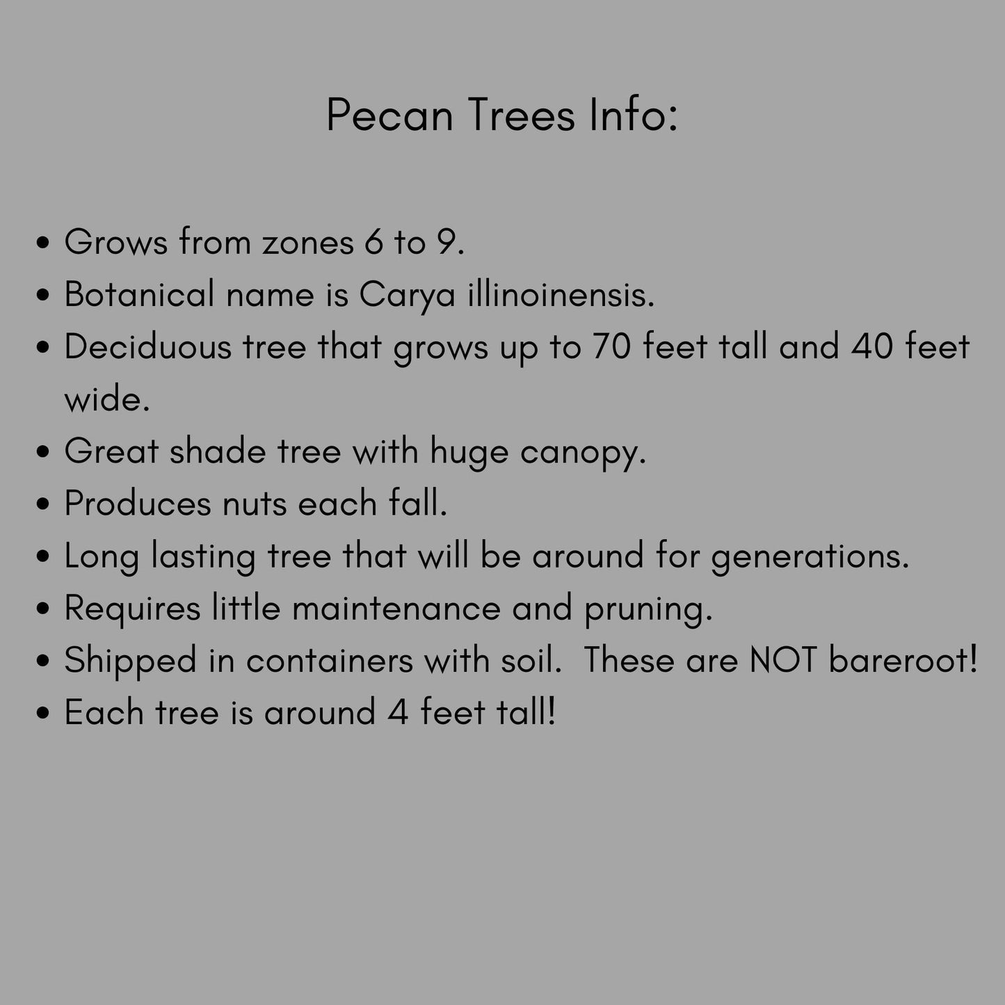 NATIVE PECAN TREE - 3 Gallon 3'-4' Tall - Free Shipping