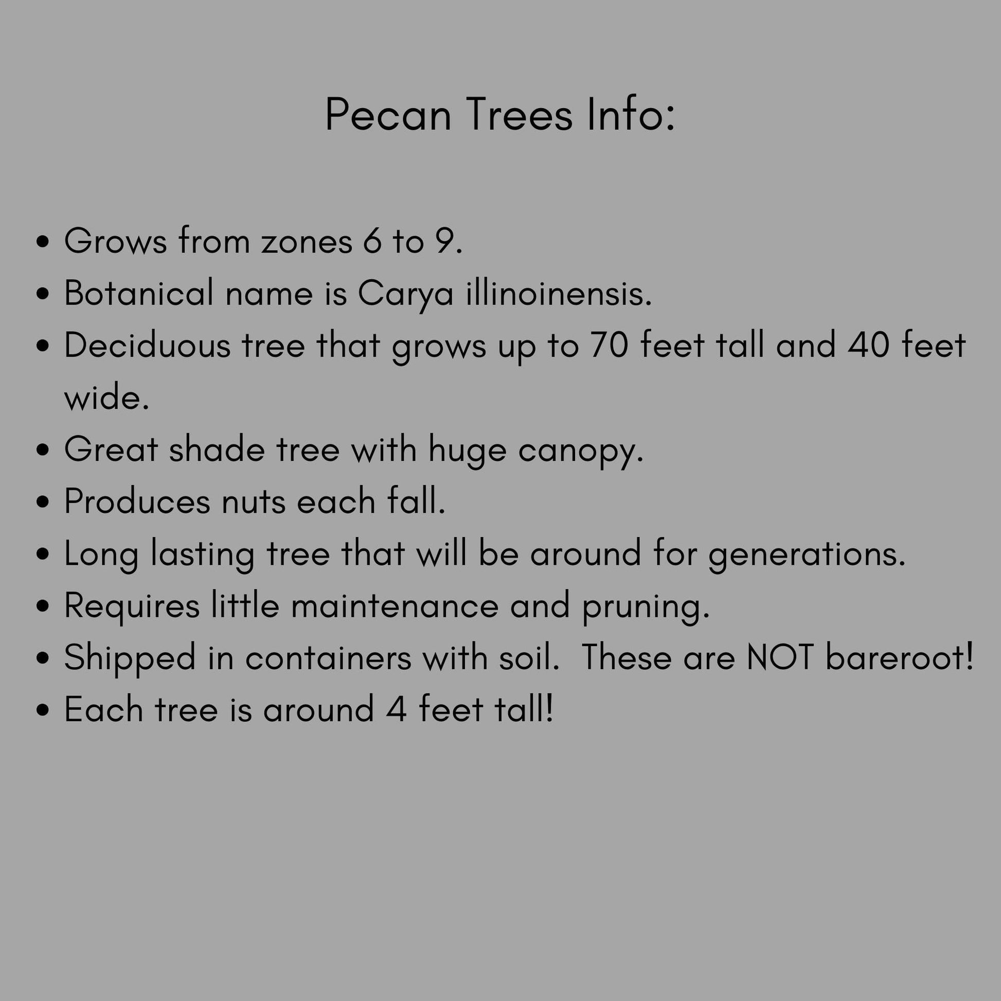 NATIVE PECAN TREE - 3 Gallon 3'-4' Tall - Free Shipping