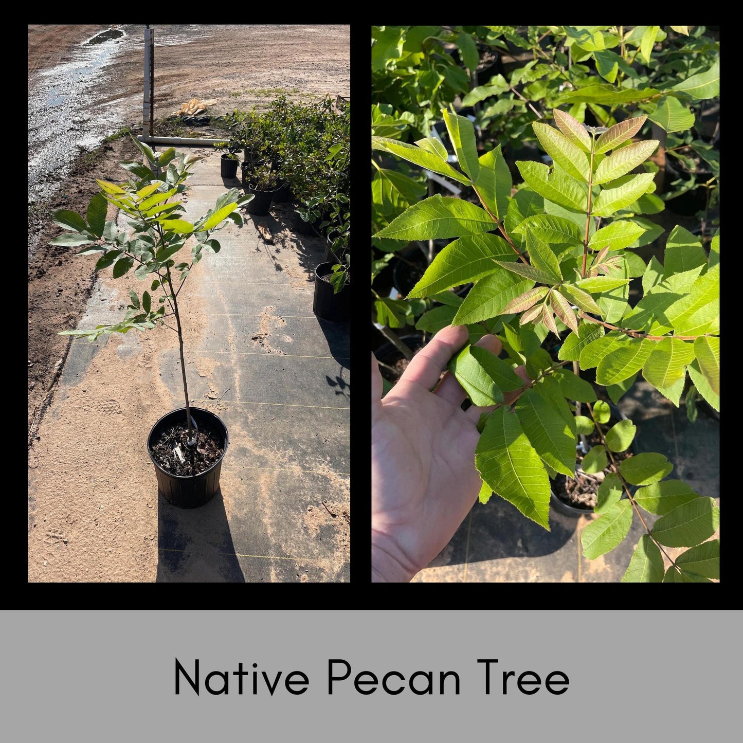 NATIVE PECAN TREE - 3 Gallon 3'-4' Tall - Free Shipping