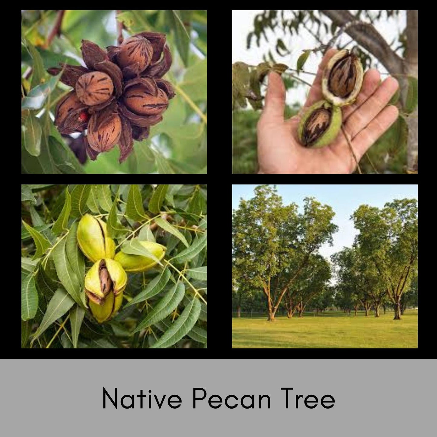 NATIVE PECAN TREE - 3 Gallon 3'-4' Tall - Free Shipping