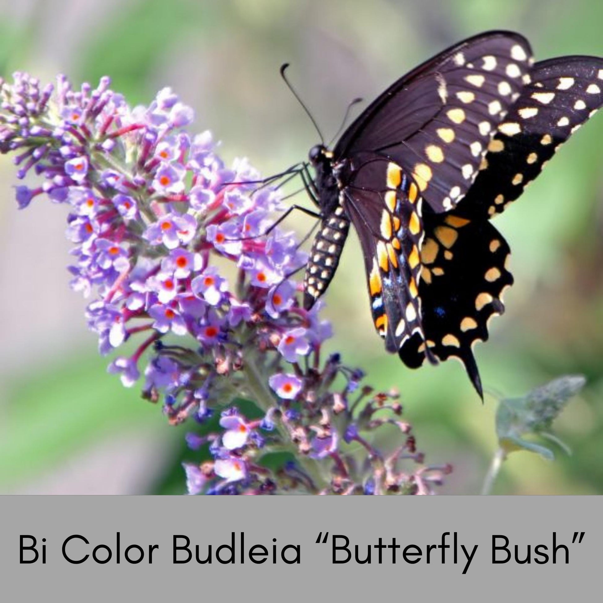 Butterfly Bush | 2 COLORS TO CHOOSE - Bicolor or Purple | Buddleia x weyeriana 'Bicolor' | Buddleia 'Black Knight' |