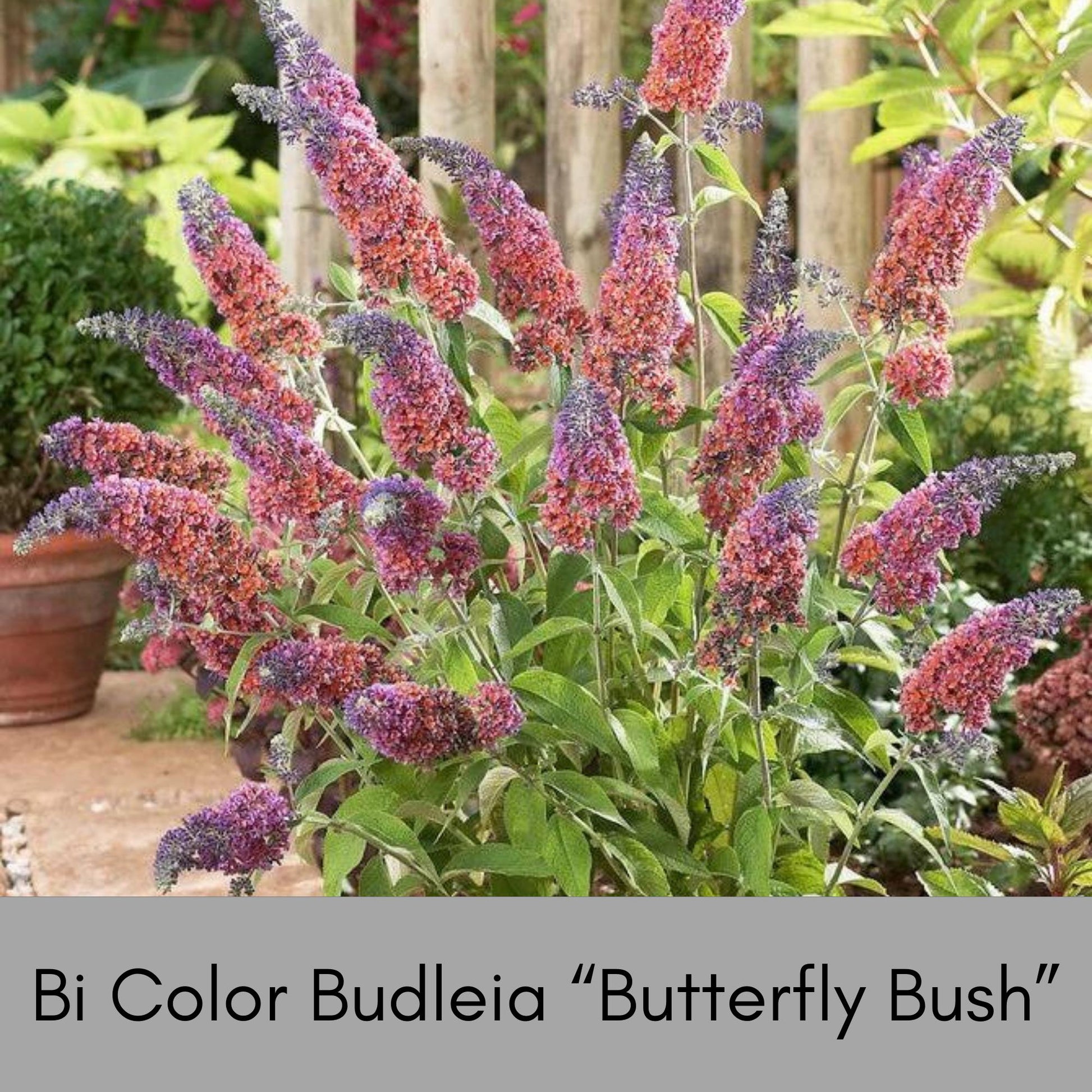 Butterfly Bush | 2 COLORS TO CHOOSE - Bicolor or Purple | Buddleia x weyeriana 'Bicolor' | Buddleia 'Black Knight' |