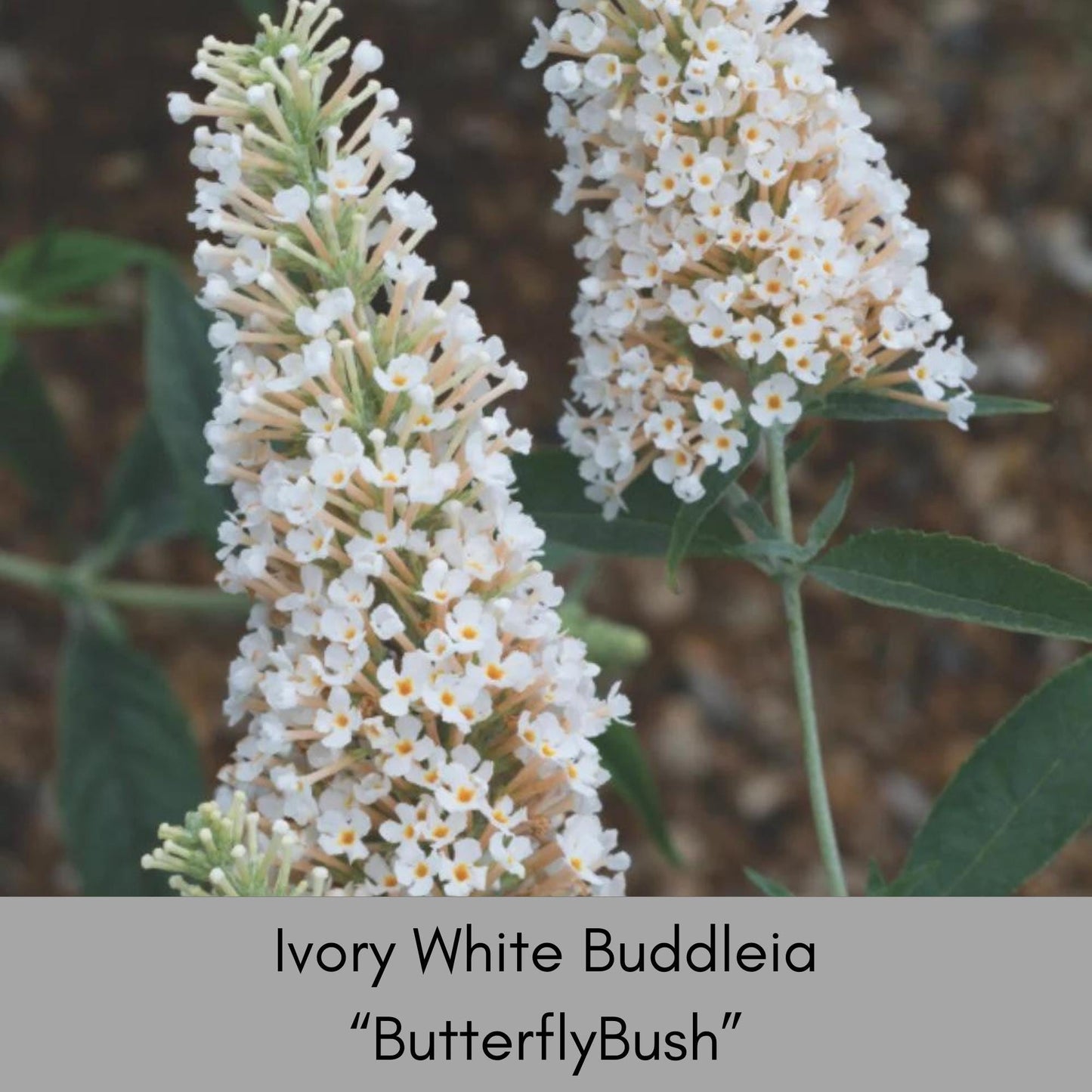 Buzz® Ivory Butterfly Bush - Fragrant Blooms, Compact Size, Butterfly Magnet - Fast Shipping! - Sold in 1 Quart Size Pots