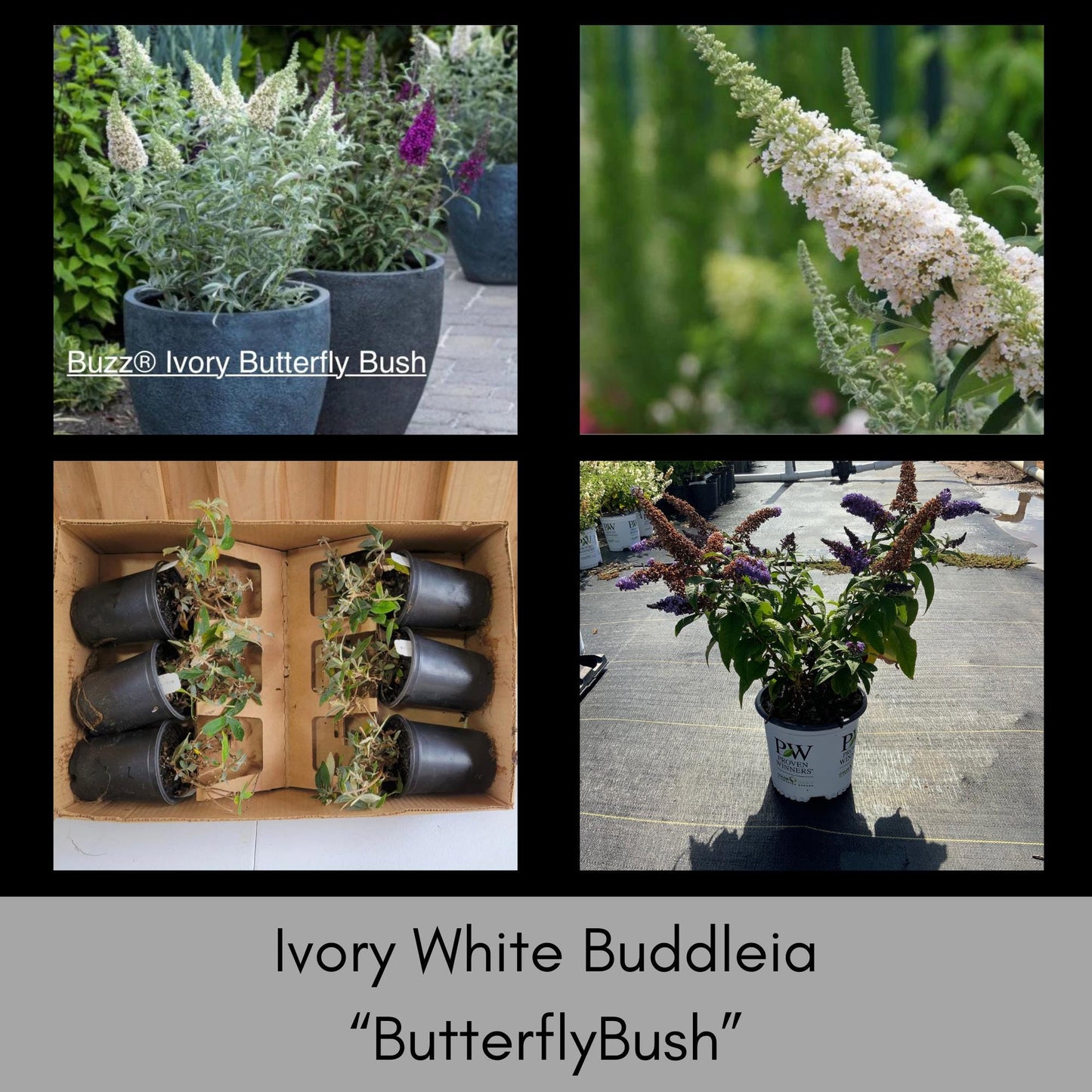 Buzz® Ivory Butterfly Bush - Fragrant Blooms, Compact Size, Butterfly Magnet - Fast Shipping! - Sold in 1 Quart Size Pots