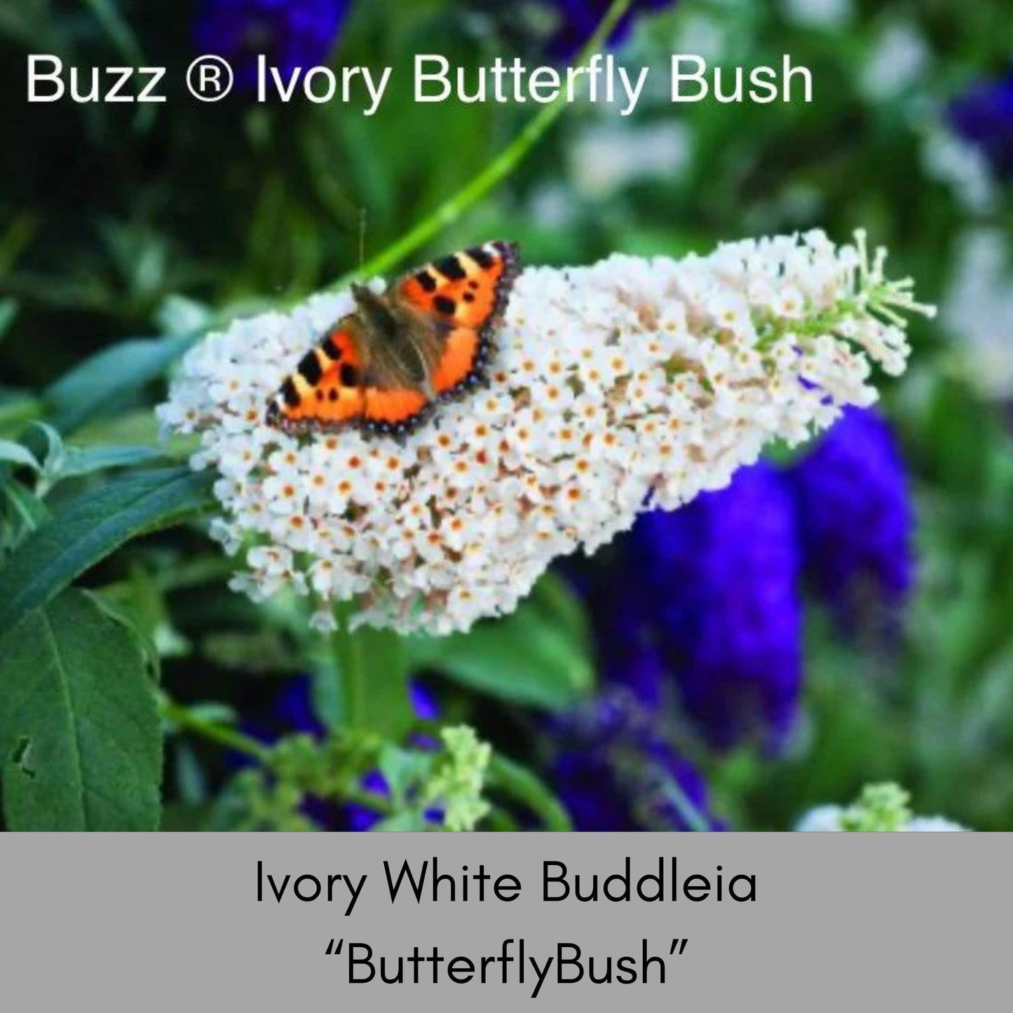 Buzz® Ivory Butterfly Bush - Fragrant Blooms, Compact Size, Butterfly Magnet - Fast Shipping! - Sold in 1 Quart Size Pots