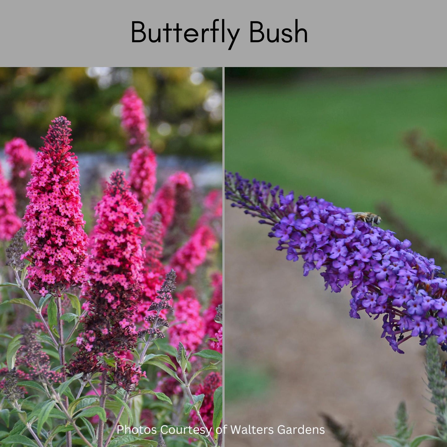 Butterfly Garden, Great Garden Gift, Choose 6 or 12 Plants, Low Maintenance, Easy to Grow!