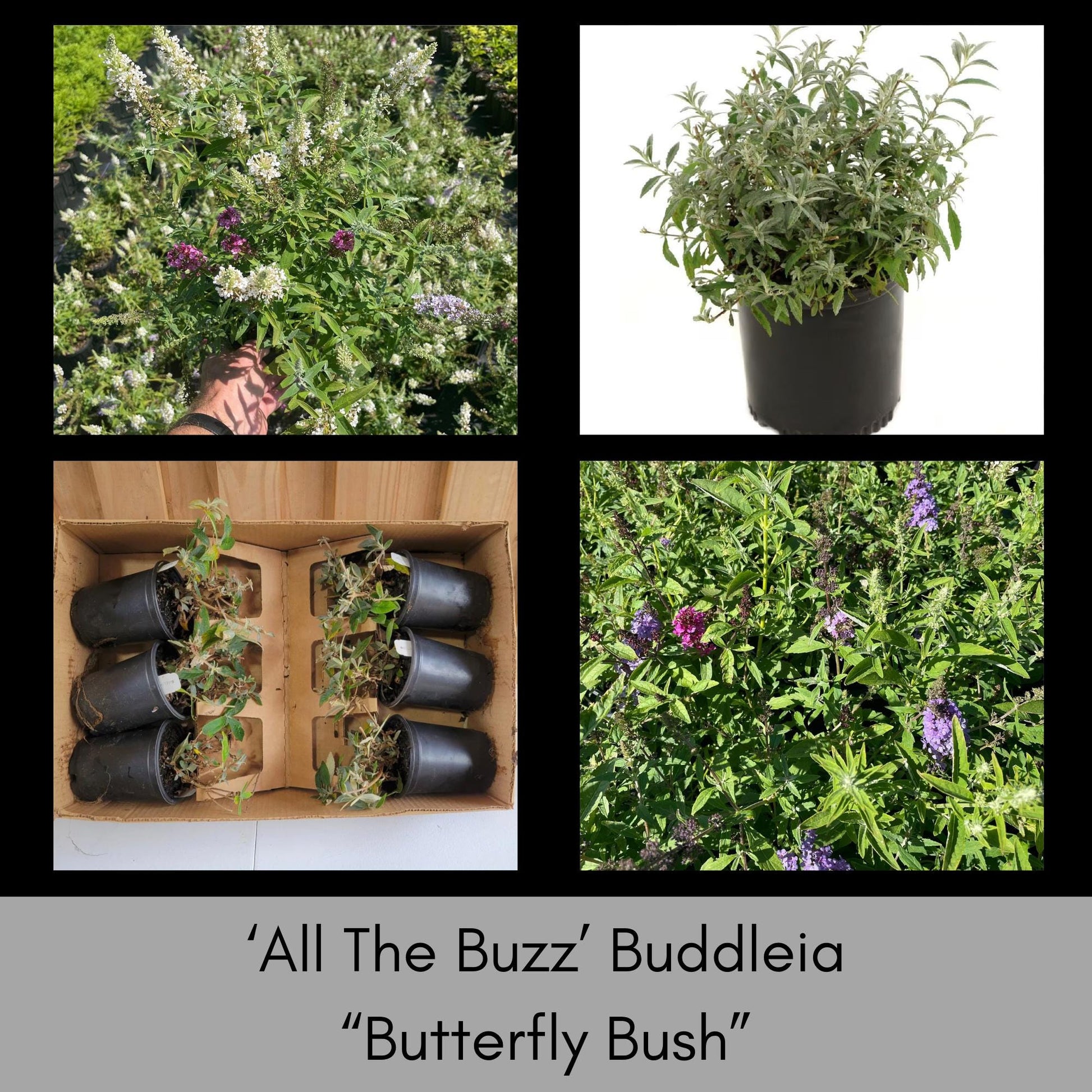 Multi Color Butterfly Bush | "ALL THE BUZZ" Buddleia | 1 Quart | Free Shipping