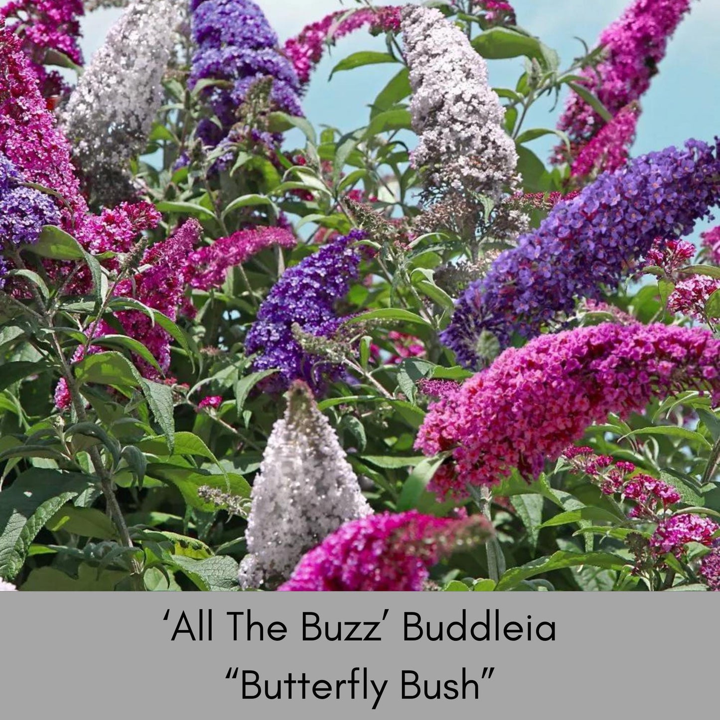 Multi Color Butterfly Bush | "ALL THE BUZZ" Buddleia | 1 Quart | Free Shipping