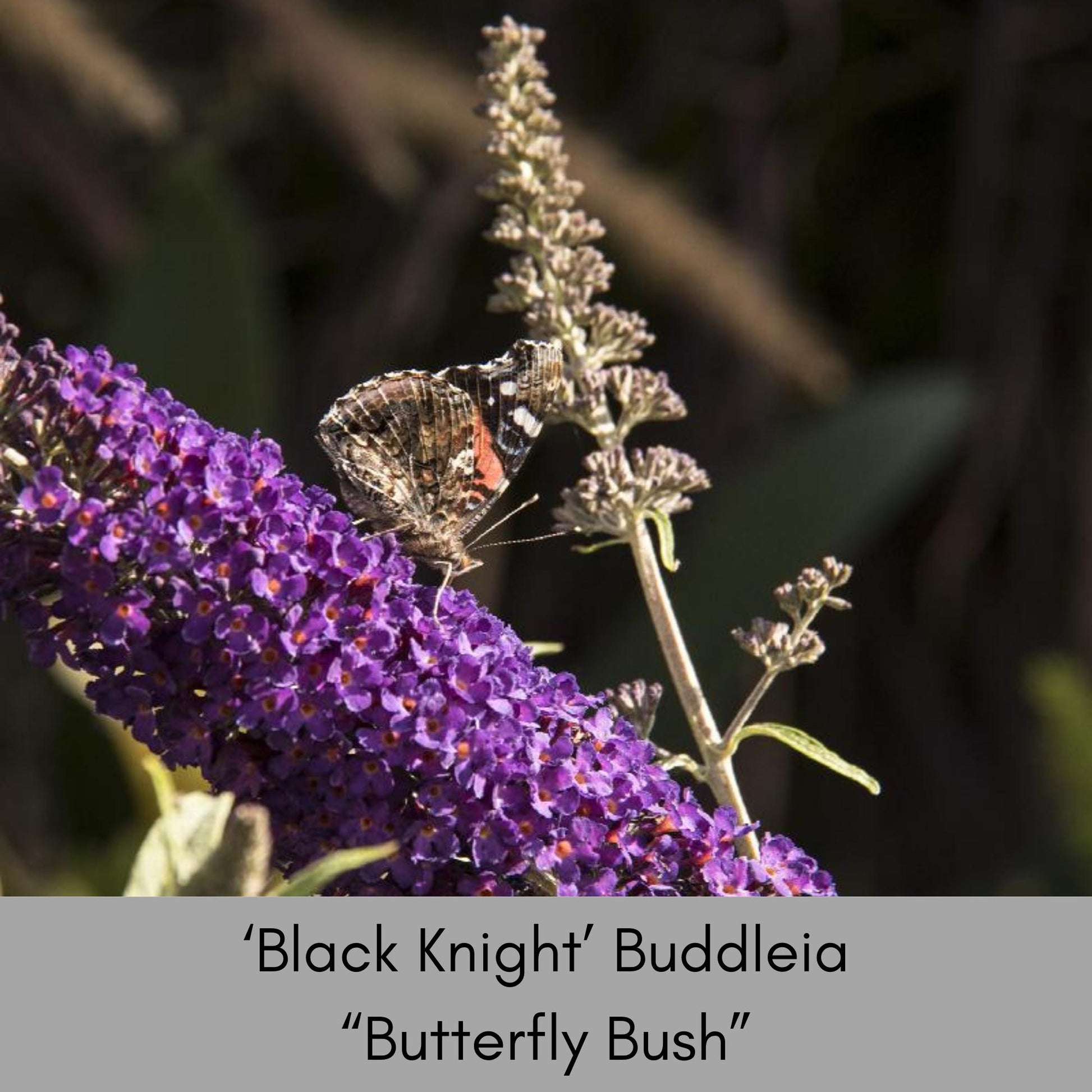 Butterfly Bush 'Black Knight', Purple Buddleia, Evergreen Shrub, Drought Tolerant Shrub, Great for Cut Flowers, Fast Growing Shrub,