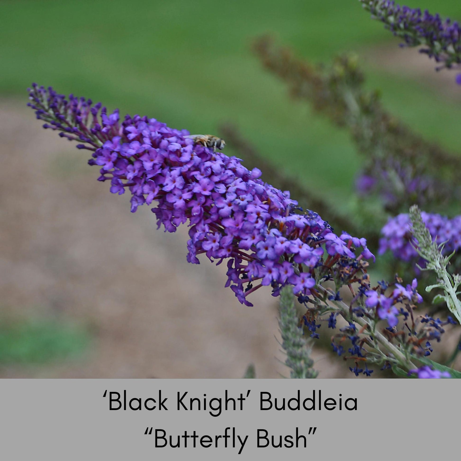 Butterfly Bush 'Black Knight', Purple Buddleia, Evergreen Shrub, Drought Tolerant Shrub, Great for Cut Flowers, Fast Growing Shrub,