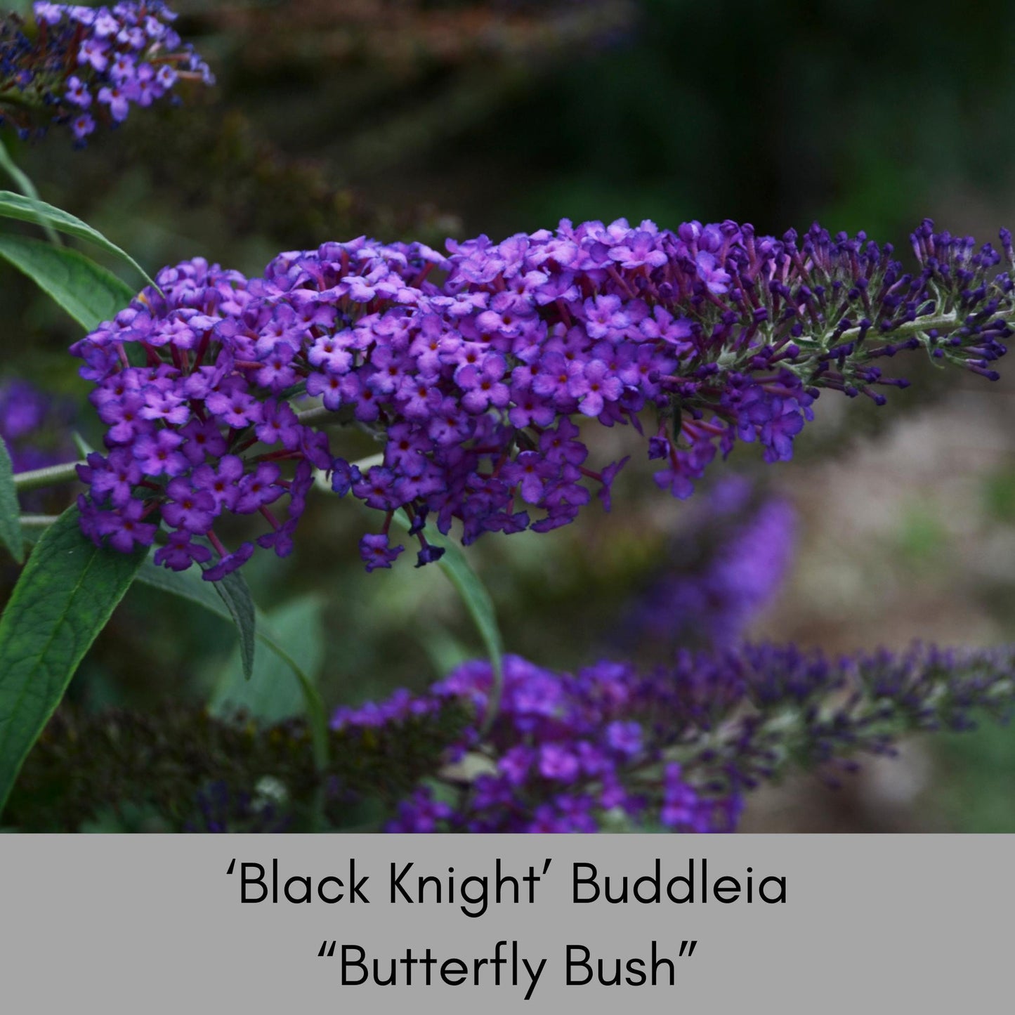 Butterfly Bush 'Black Knight', Purple Buddleia, Evergreen Shrub, Drought Tolerant Shrub, Great for Cut Flowers, Fast Growing Shrub,