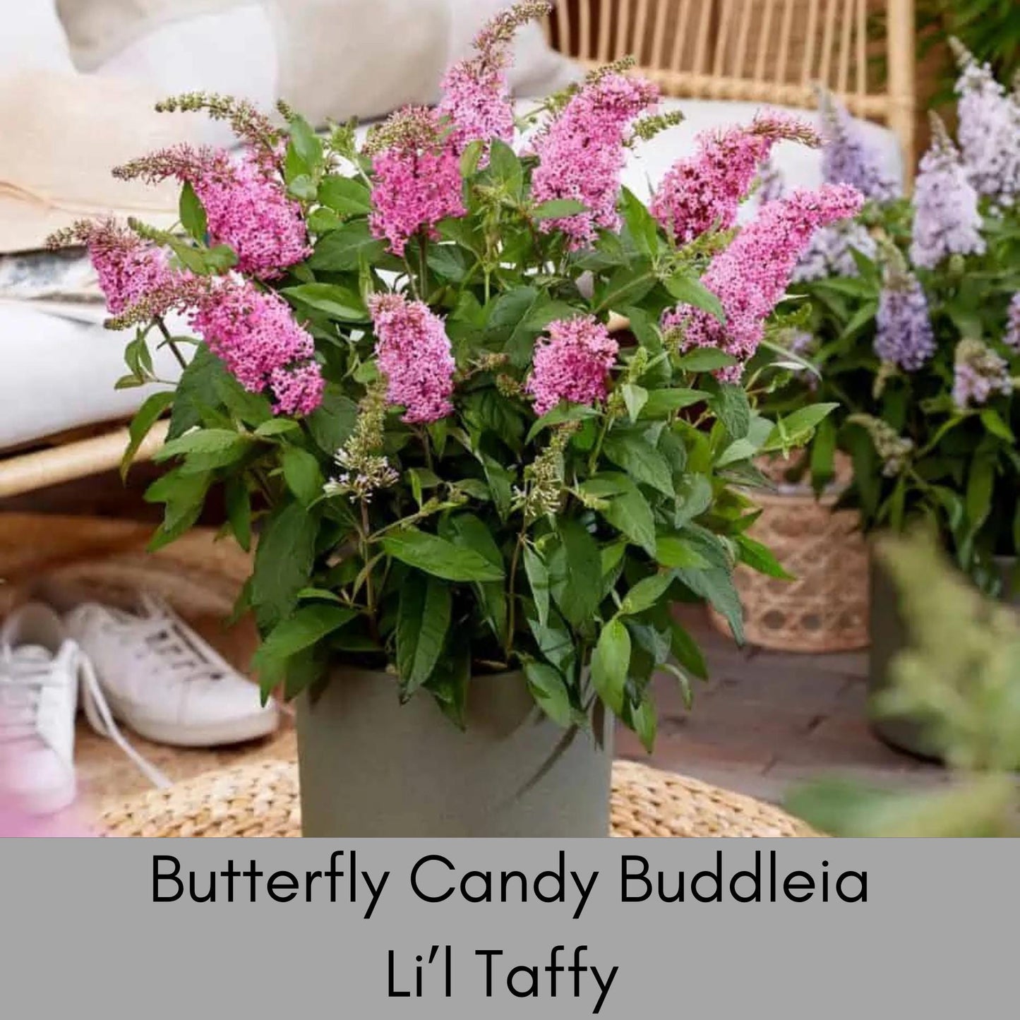 BUTTERFLY CANDY PLANTS, Butterfly Bush 4 Different Colors to Choose, Pink, Purple, Lavender, White Flowers, Buddleia, Flower Arrangements