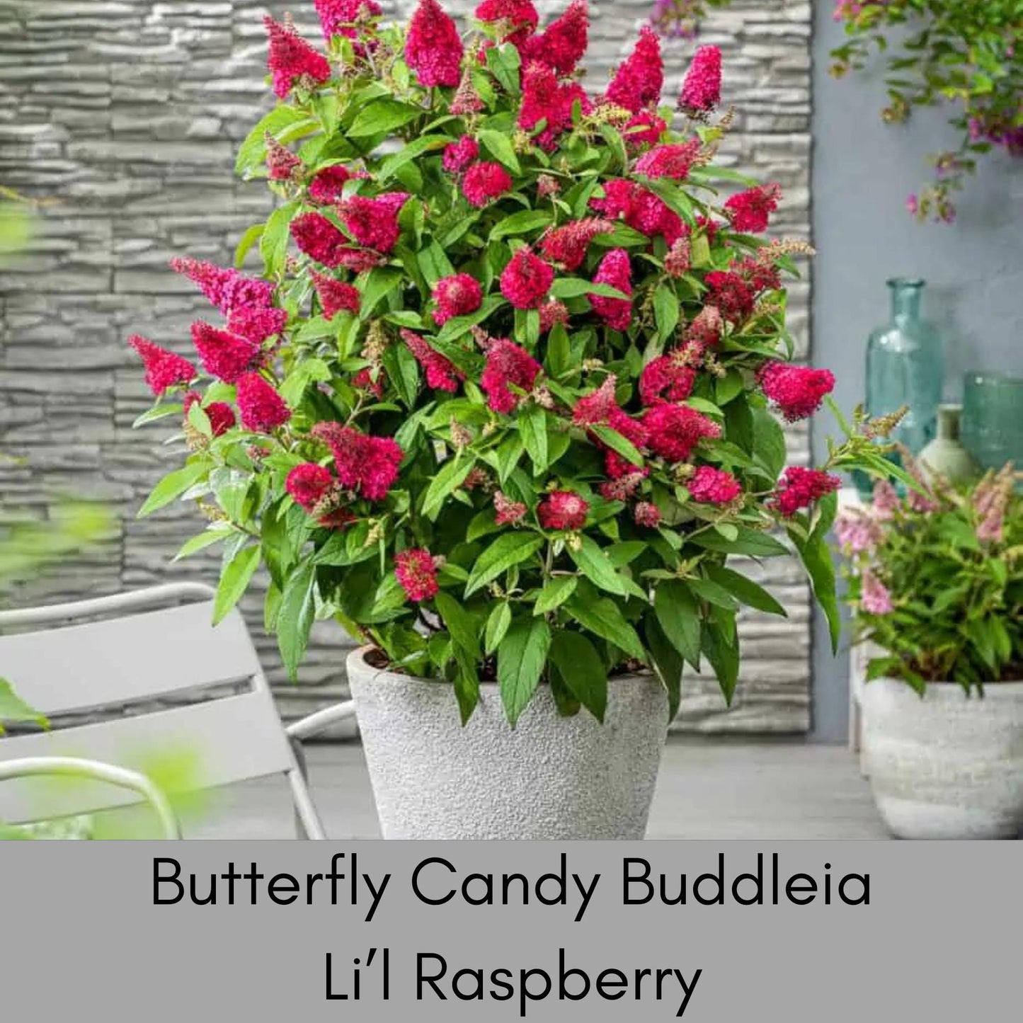 BUTTERFLY CANDY PLANTS, Butterfly Bush 4 Different Colors to Choose, Pink, Purple, Lavender, White Flowers, Buddleia, Flower Arrangements