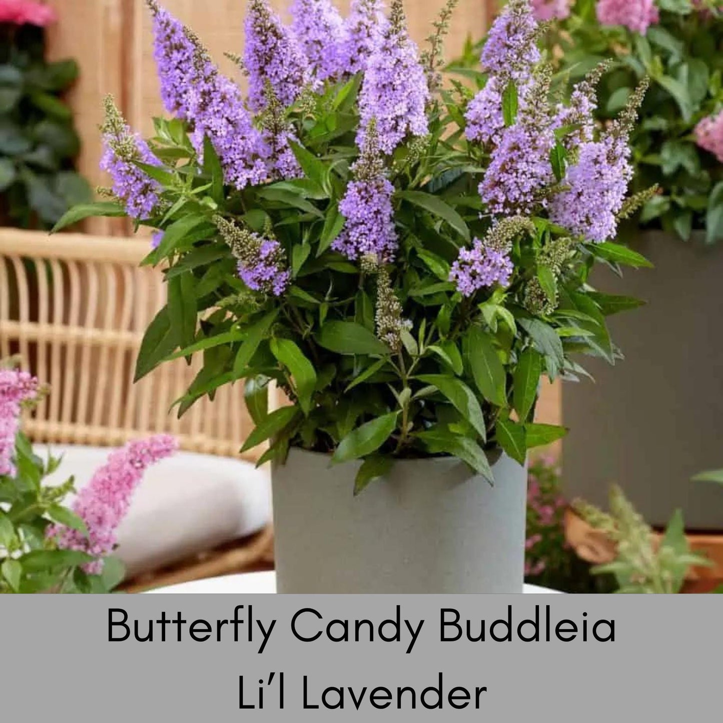 BUTTERFLY CANDY PLANTS, Butterfly Bush 4 Different Colors to Choose, Pink, Purple, Lavender, White Flowers, Buddleia, Flower Arrangements