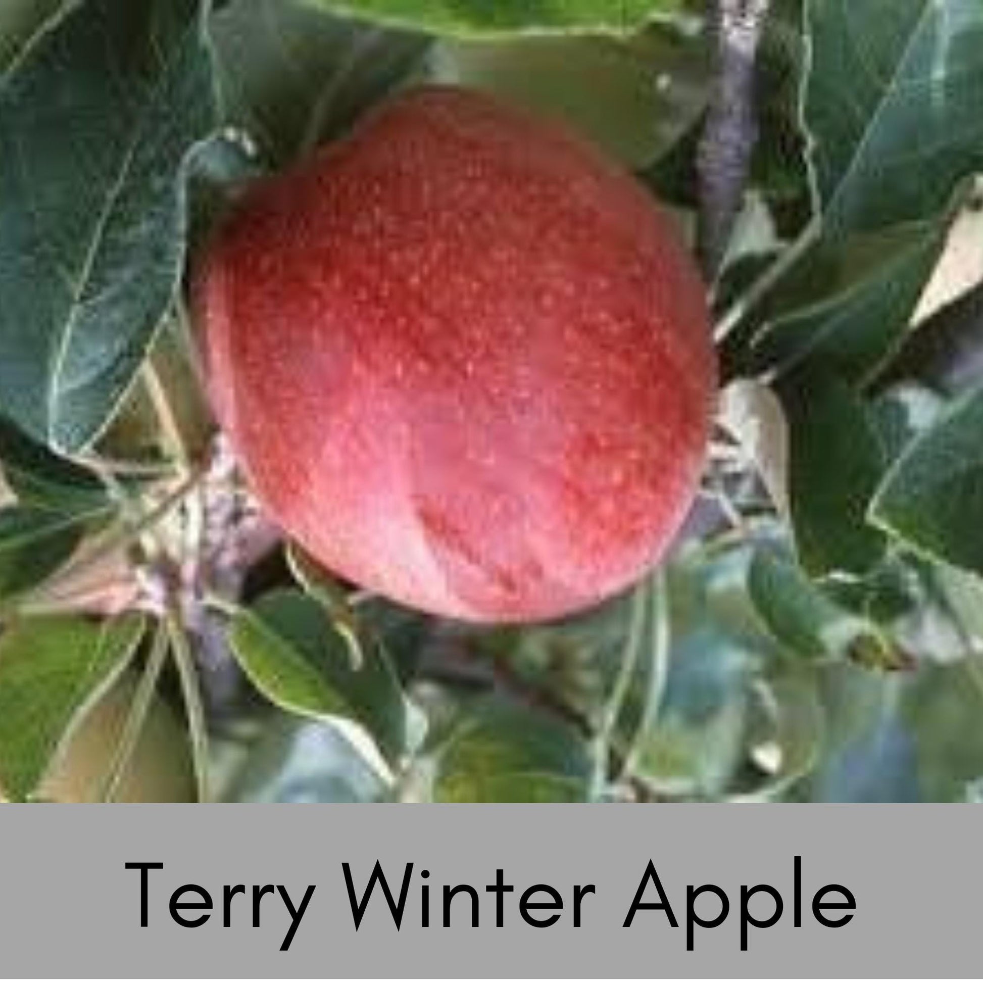 Home Grown Apples | 4 Varieties to Choose | Grow Your Own Crisp and Flavorful Orchard Delight!