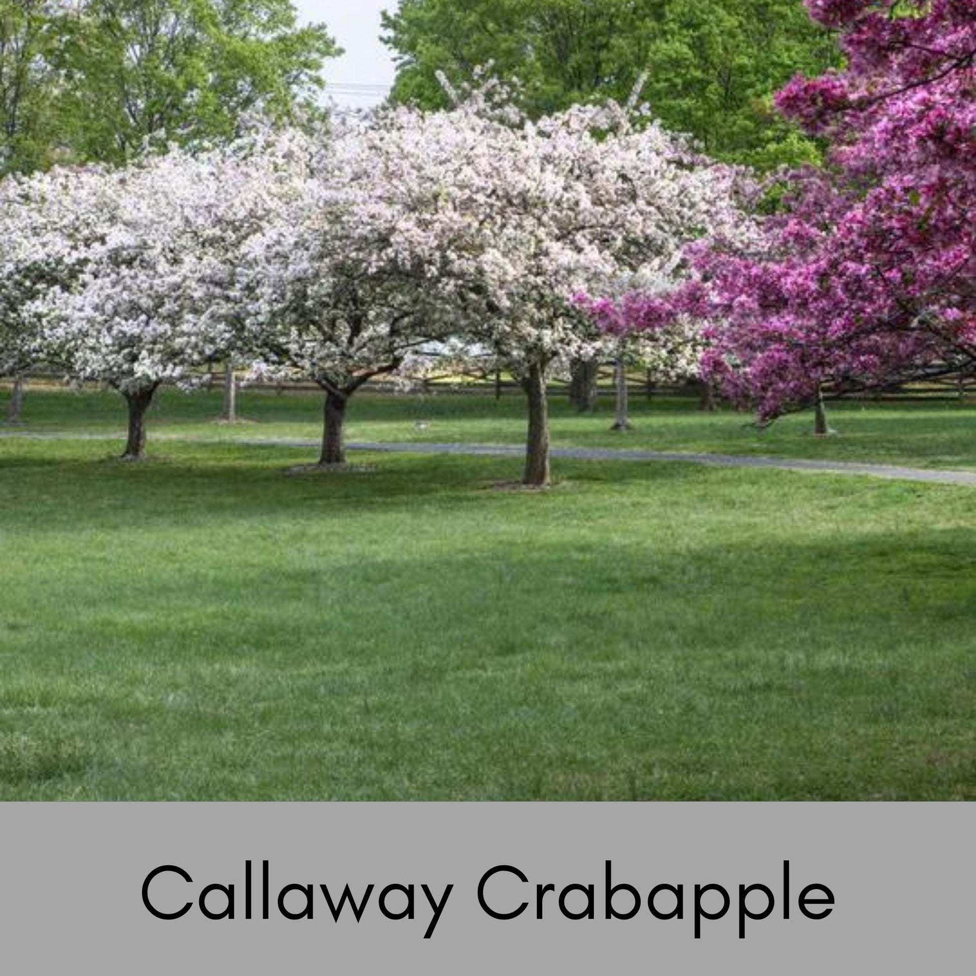 Callaway Crabapple Tree, 4 Feet Tall, Great for Fall Fruits, Wildlife, Easy to Grow and Fast Growing, White Flowers, Great Shade Tree Gift!