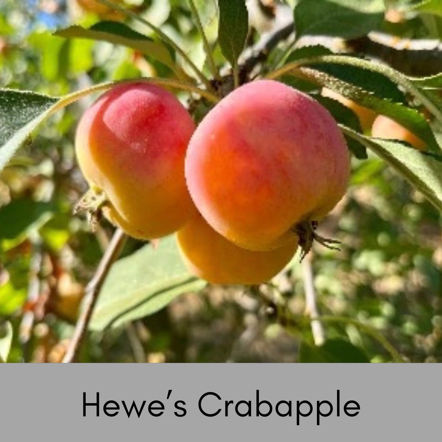 HEWE Crabapple Tree, 4 Feet Tall, Great for Fall Fruits, Wildlife, Easy to Grow and Fast Growing, White Flowers, Great Shade Tree Gift!