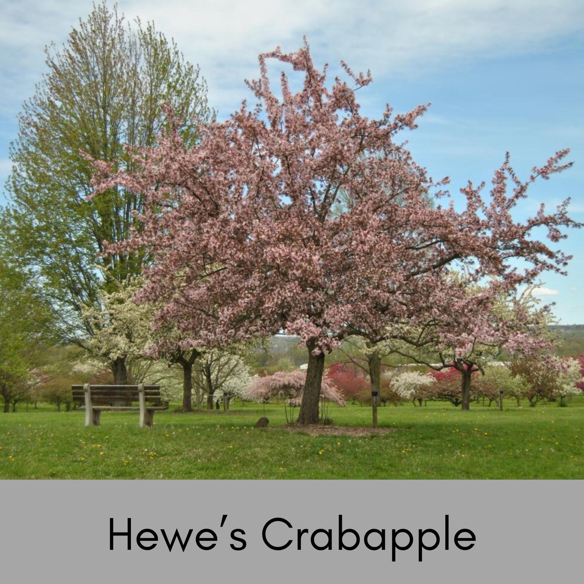 HEWE Crabapple Tree, 4 Feet Tall, Great for Fall Fruits, Wildlife, Easy to Grow and Fast Growing, White Flowers, Great Shade Tree Gift!