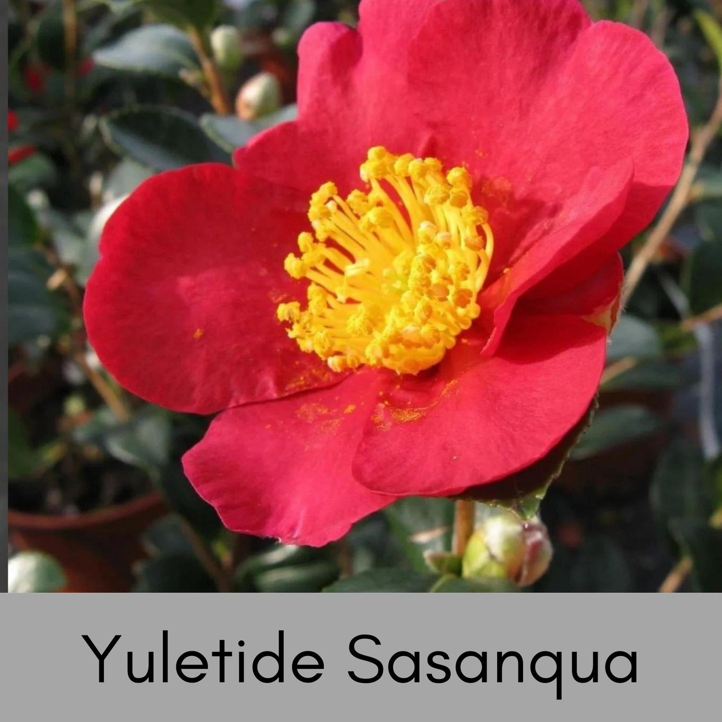 Yuletide Sasanqua Camellia with RED FLOWERS, Great Christmas Gift,Christmas Decor, Evergreen hedge, Camellia Hedge Shrubs, Evergreen Shrub