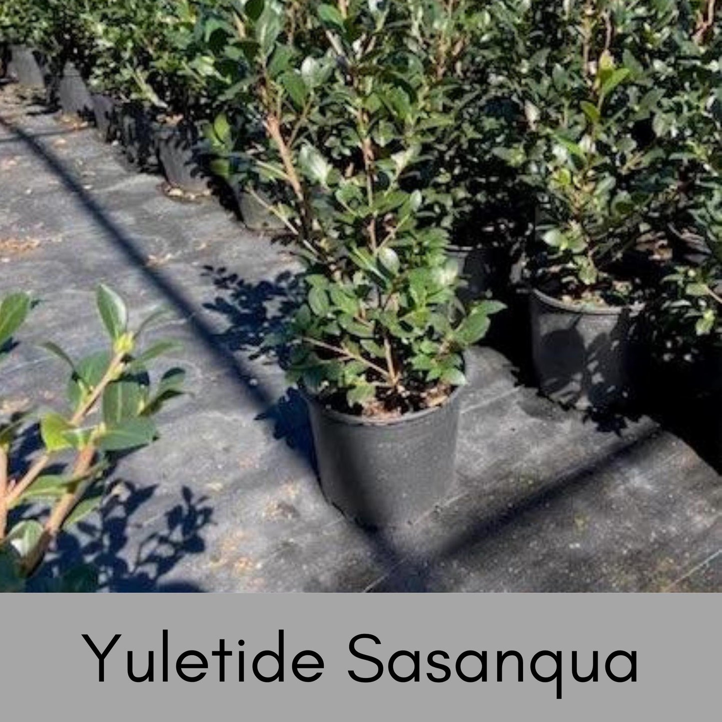 Yuletide Sasanqua Camellia with RED FLOWERS, Great Christmas Gift,Christmas Decor, Evergreen hedge, Camellia Hedge Shrubs, Evergreen Shrub