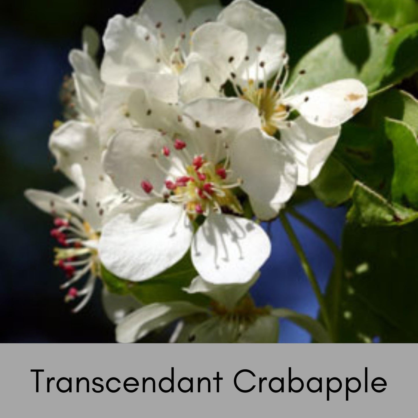 Transcendant Crabapple Tree, Yellow Edible Fruit, Garden Gift Tree, Shade Tree with White Flowers, Fast and Easy Growing Trees, 4 Feet Tall!