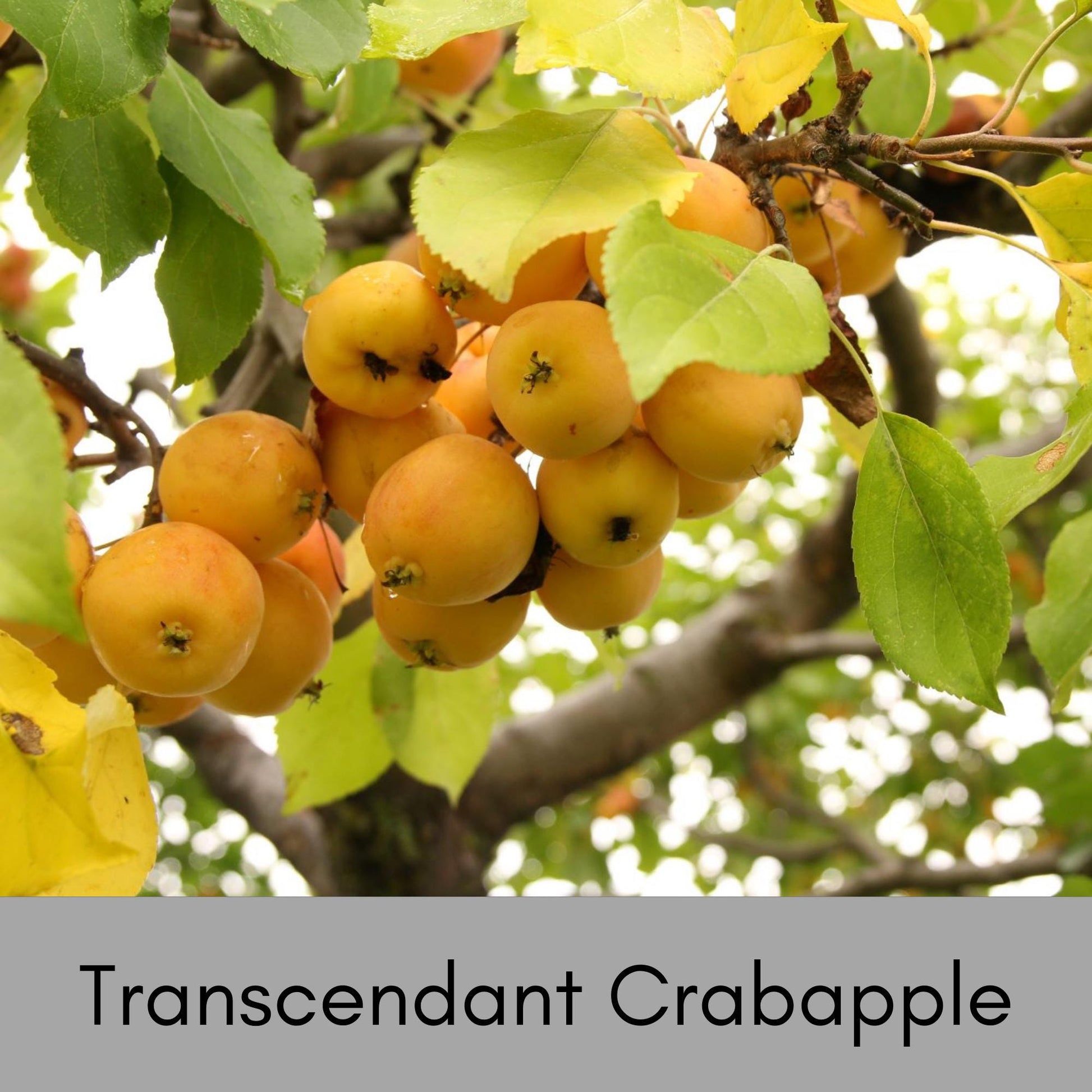 Transcendant Crabapple Tree, Yellow Edible Fruit, Garden Gift Tree, Shade Tree with White Flowers, Fast and Easy Growing Trees, 4 Feet Tall!