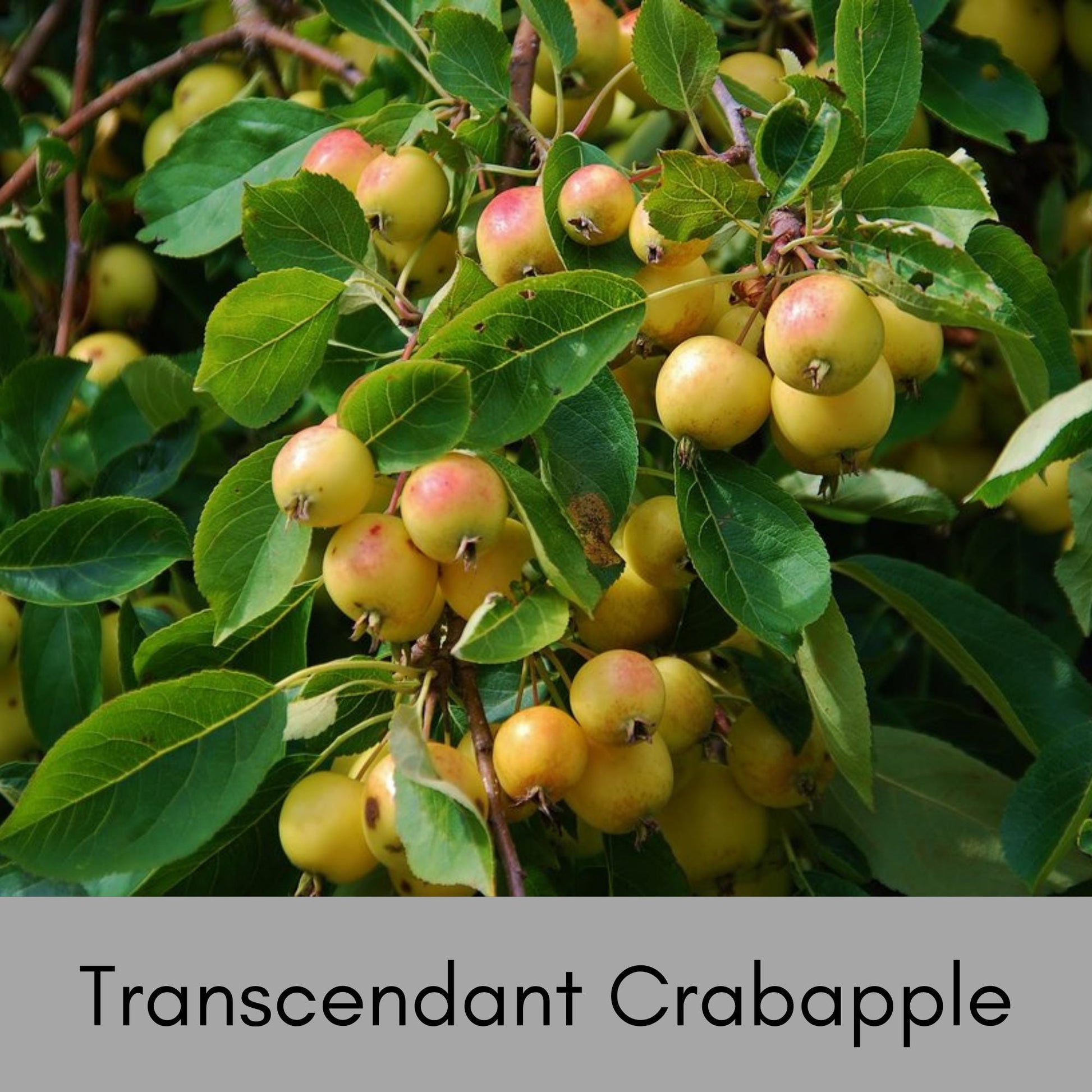 Transcendant Crabapple Tree, Yellow Edible Fruit, Garden Gift Tree, Shade Tree with White Flowers, Fast and Easy Growing Trees, 4 Feet Tall!