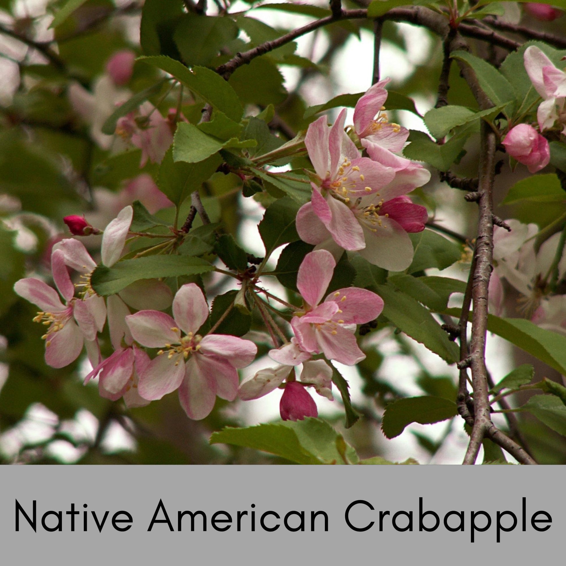 American Crabapple Tree | A fantastic native tree that provides awesome white flowers and cool shade all in one tree! | Free shipping!