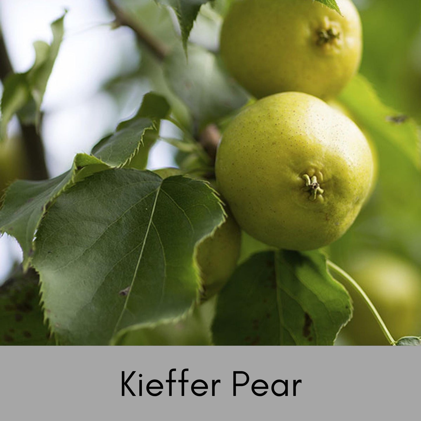 Bountiful Harvest Awaits: Keiffer Pear Tree – Grow Your Own Orchard at Home! - 3 FEET TALL or MORE! - Not Bare Root!