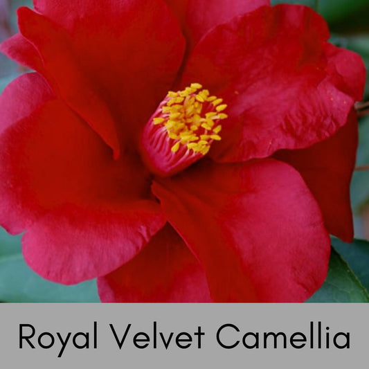 Royal Velvet Camellia, Red Flowers, Japanese Hedge Plant, 1 Gallon Container, Easy to Grow Evergreen Shrub, Great Garden Gift