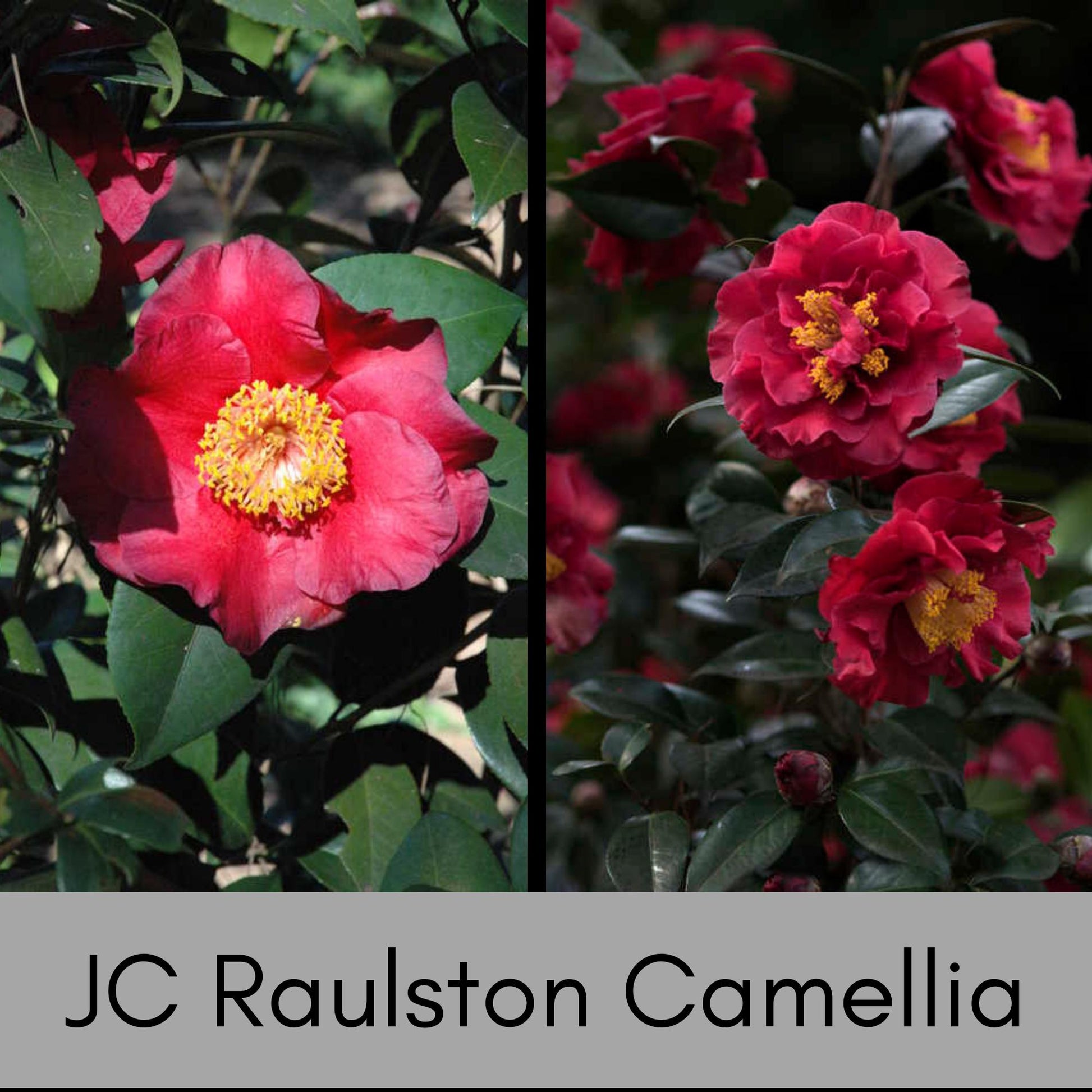 Dr. JC Raulston Camellia - Red Japonica - Free Shipping!