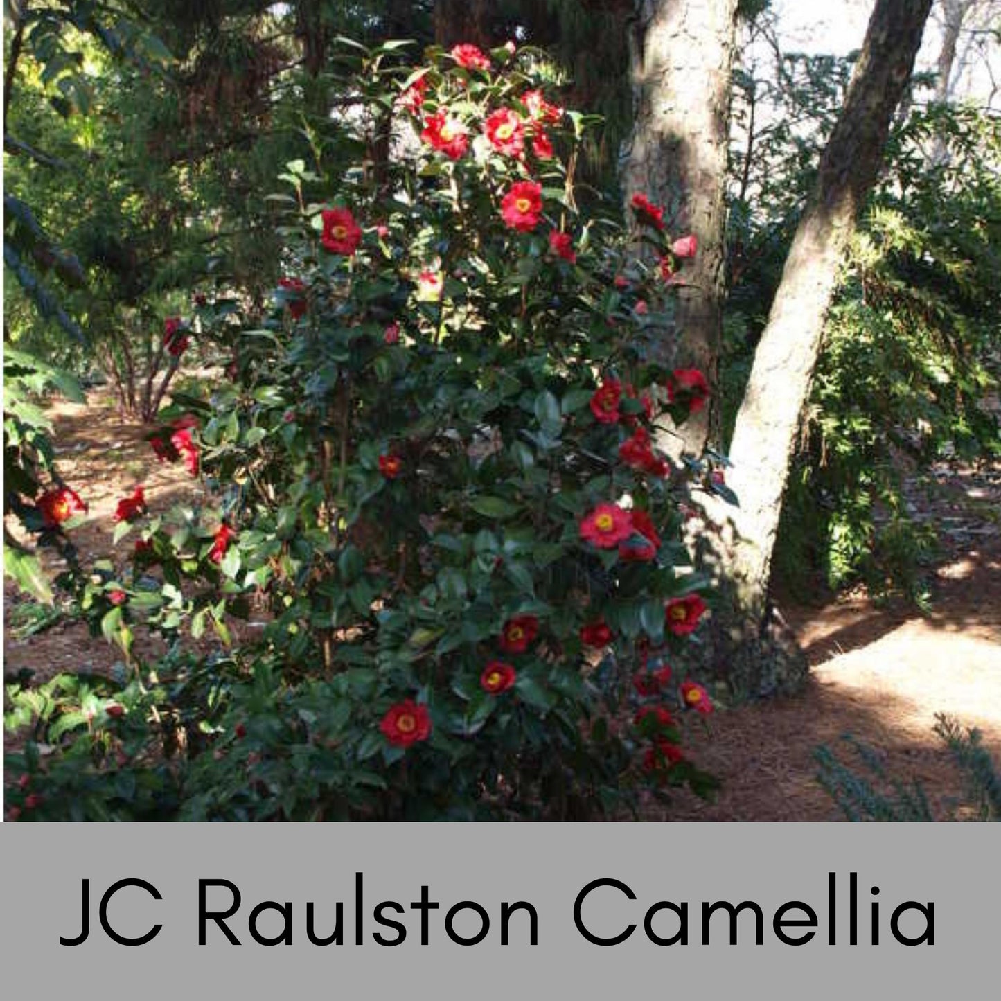 Dr. JC Raulston Camellia - Red Japonica - Free Shipping!