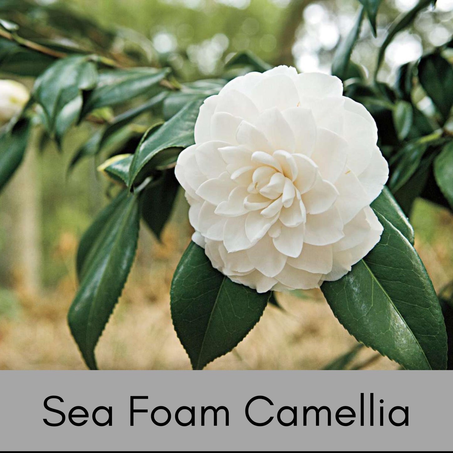 WHITE SEAFOAM CAMELLIA | 1 Gallon Size | Free Shipping!