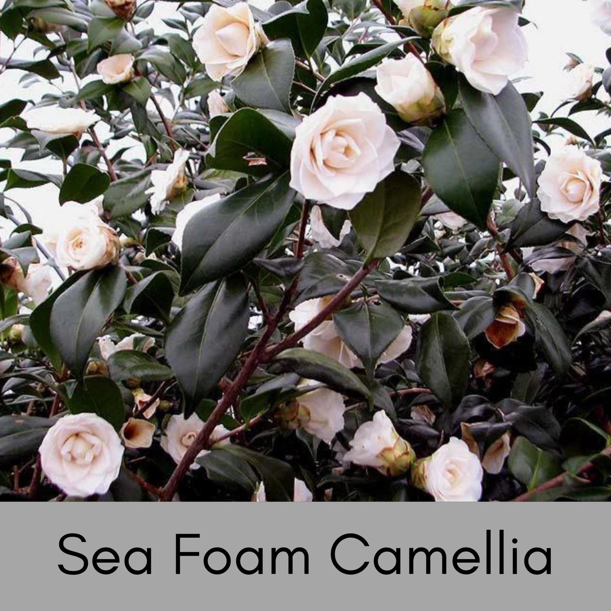 WHITE SEAFOAM CAMELLIA | 1 Gallon Size | Free Shipping!