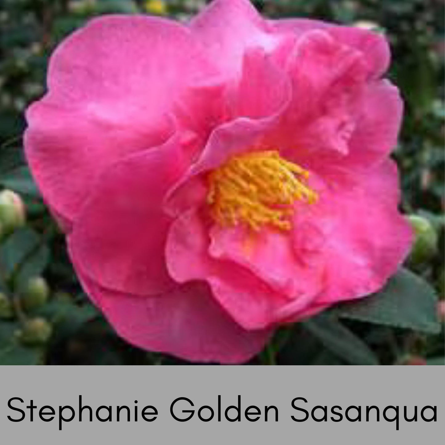 Stephanie Golden Camellia Sasanqua with Pink Flowers - Fall Blooming Hedge Shrub - Evergreen Shrub - Topiary or Bonsai Plant