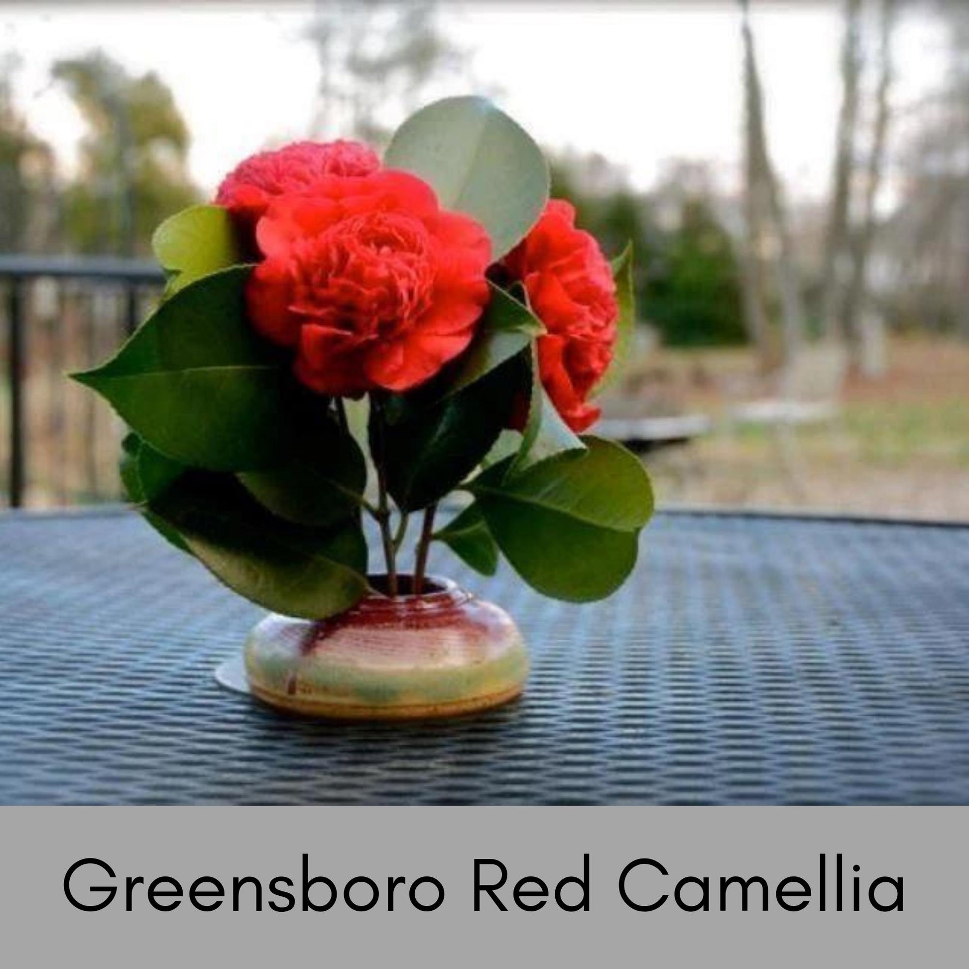 GREENSBORO RED Camellia Japonica, Great Garden or Birthday Gift, Easy to Grow Evergreen Shrub or Hedge, 2 Sizes to Choose