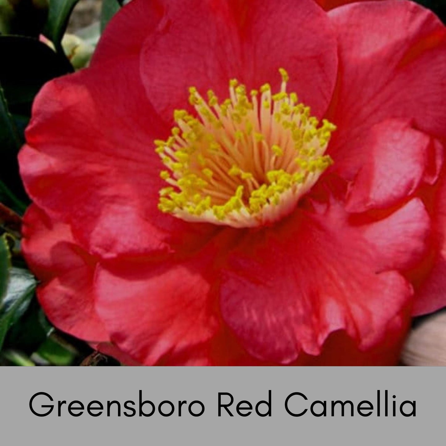 GREENSBORO RED Camellia Japonica, Great Garden or Birthday Gift, Easy to Grow Evergreen Shrub or Hedge, 2 Sizes to Choose