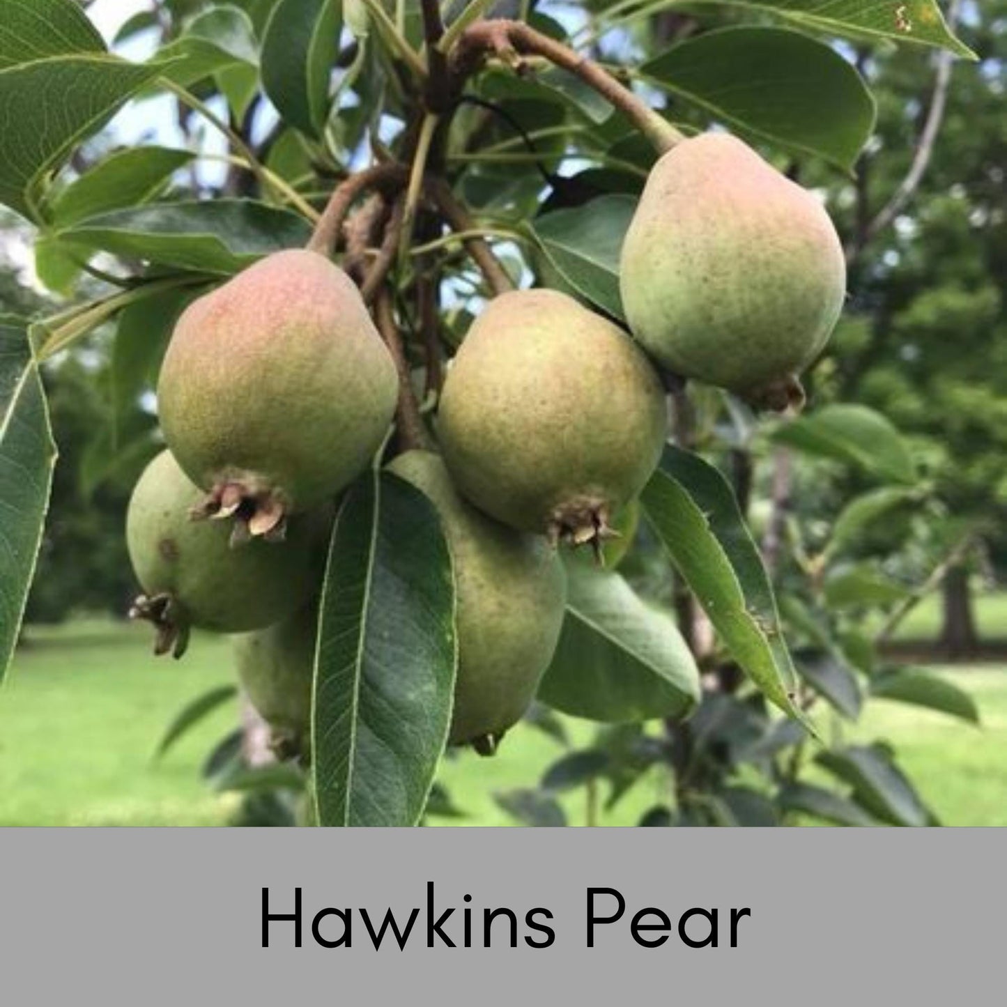 HAWKINS PEAR TREE, Huge Fruit, plant lover Gift, houseplants, Starter Plant, rare plant species, Gift for Farmers, Mom gifts, Four Feet Tall