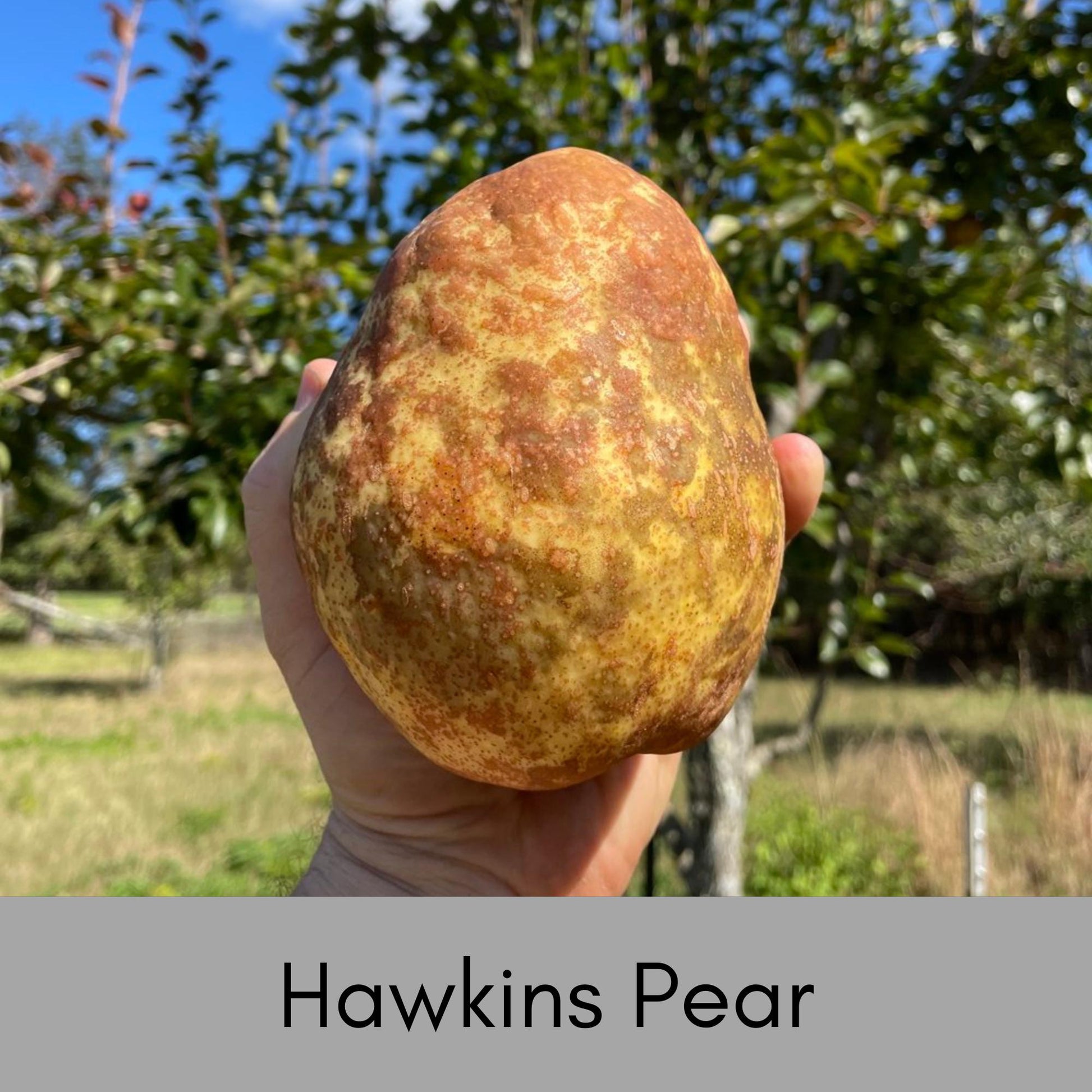 HAWKINS PEAR TREE, Huge Fruit, plant lover Gift, houseplants, Starter Plant, rare plant species, Gift for Farmers, Mom gifts, Four Feet Tall