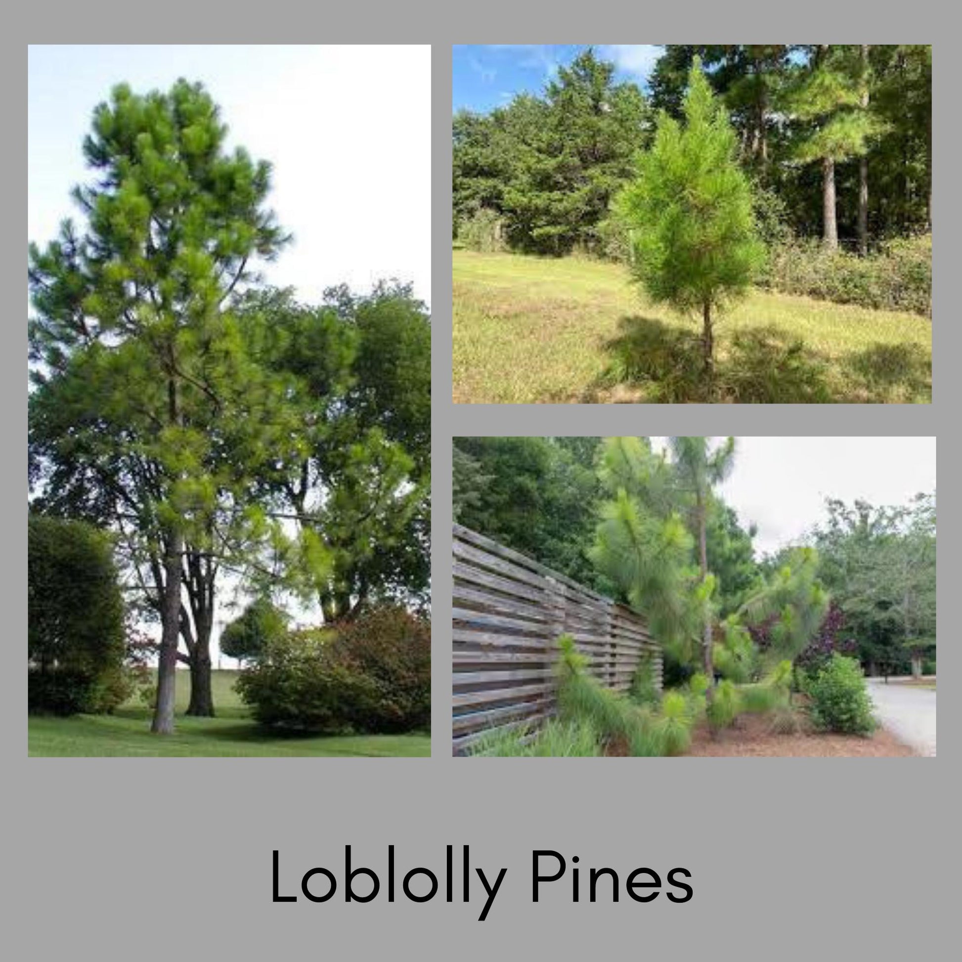 Pine Trees, Loblolly Starter Plants, 2 Sizes to Choose, Free Shipping, Evergreen Shade Trees, Pine Sent, Christmas Decor, Fast Growing Trees