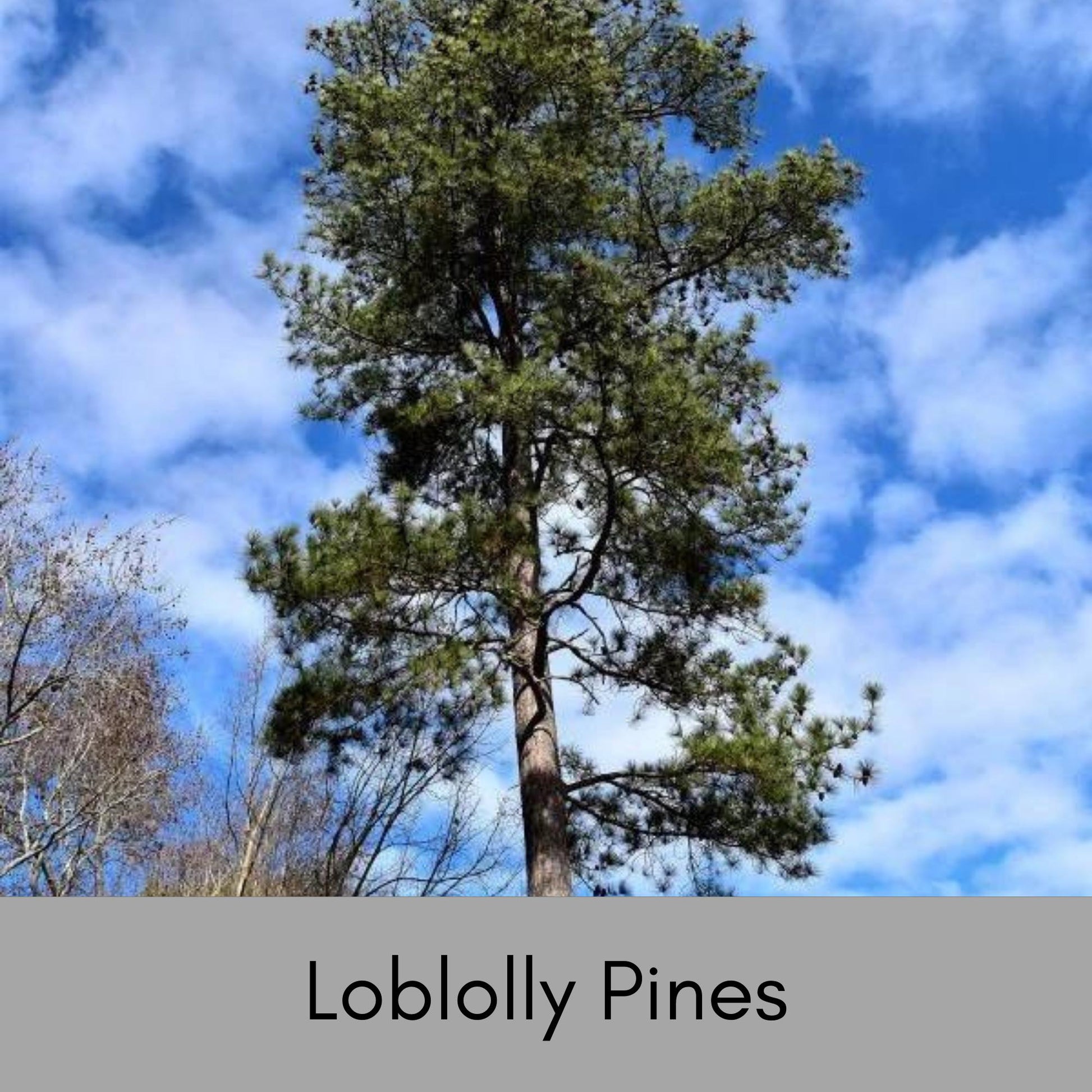 Pine Trees, Loblolly Starter Plants, 2 Sizes to Choose, Free Shipping, Evergreen Shade Trees, Pine Sent, Christmas Decor, Fast Growing Trees