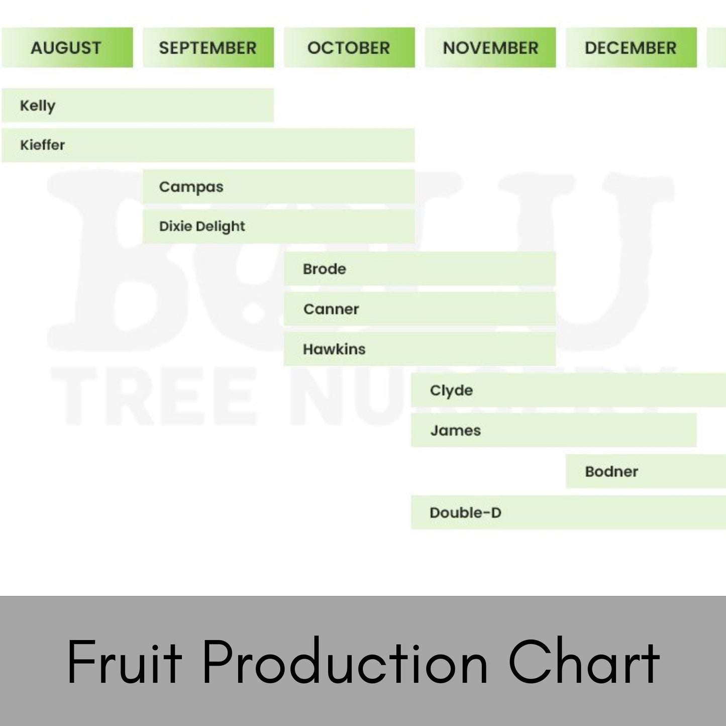 PEAR TREE COLLECTION, Fall and Winter Fruit, 4 Trees per Gift Pack, Garden Gift Trees, 3 Feet Tall Plus, White Spring Flowers, Free Shipping