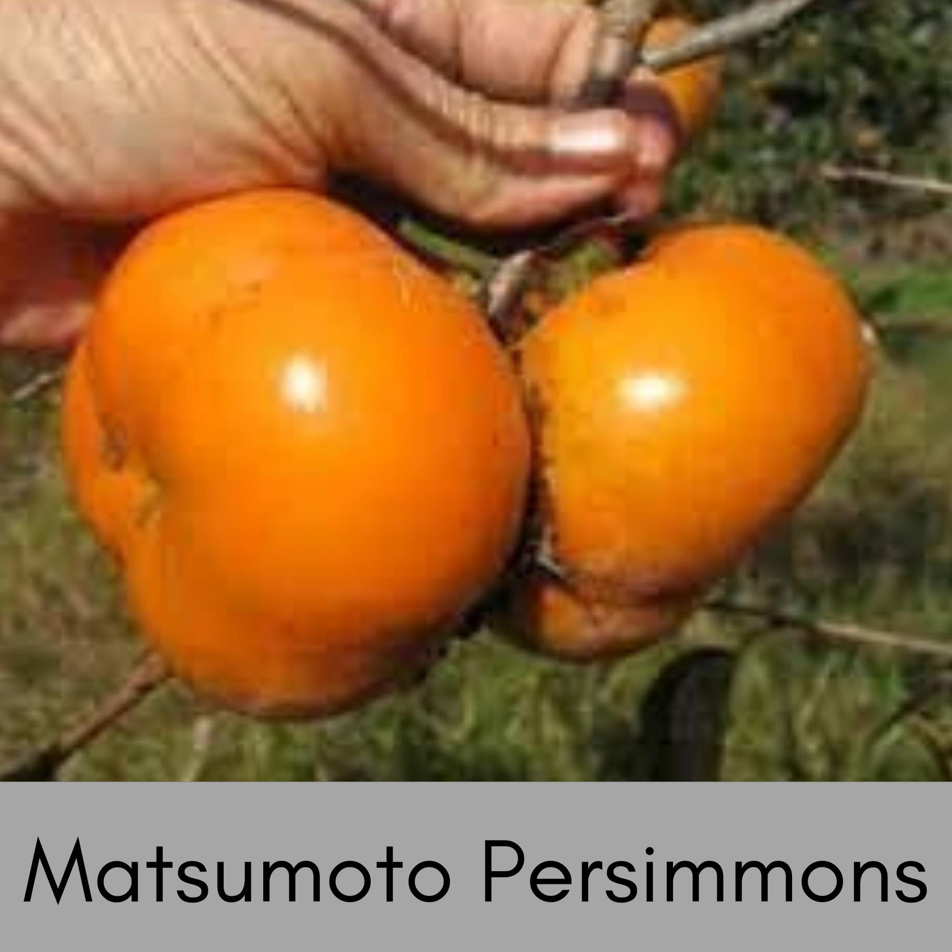 HACHIYA ASIAN PERSIMMONS - Incredible Honey-Sweet Flavor! - 3 to 4 Feet Tall in 3 Gallon Containers - Free Shipping - Fast Growing Tree