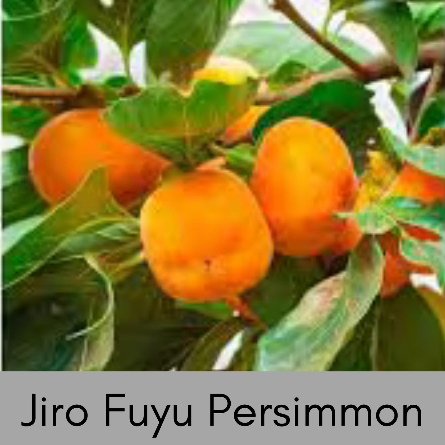 HACHIYA ASIAN PERSIMMONS - Incredible Honey-Sweet Flavor! - 3 to 4 Feet Tall in 3 Gallon Containers - Free Shipping - Fast Growing Tree