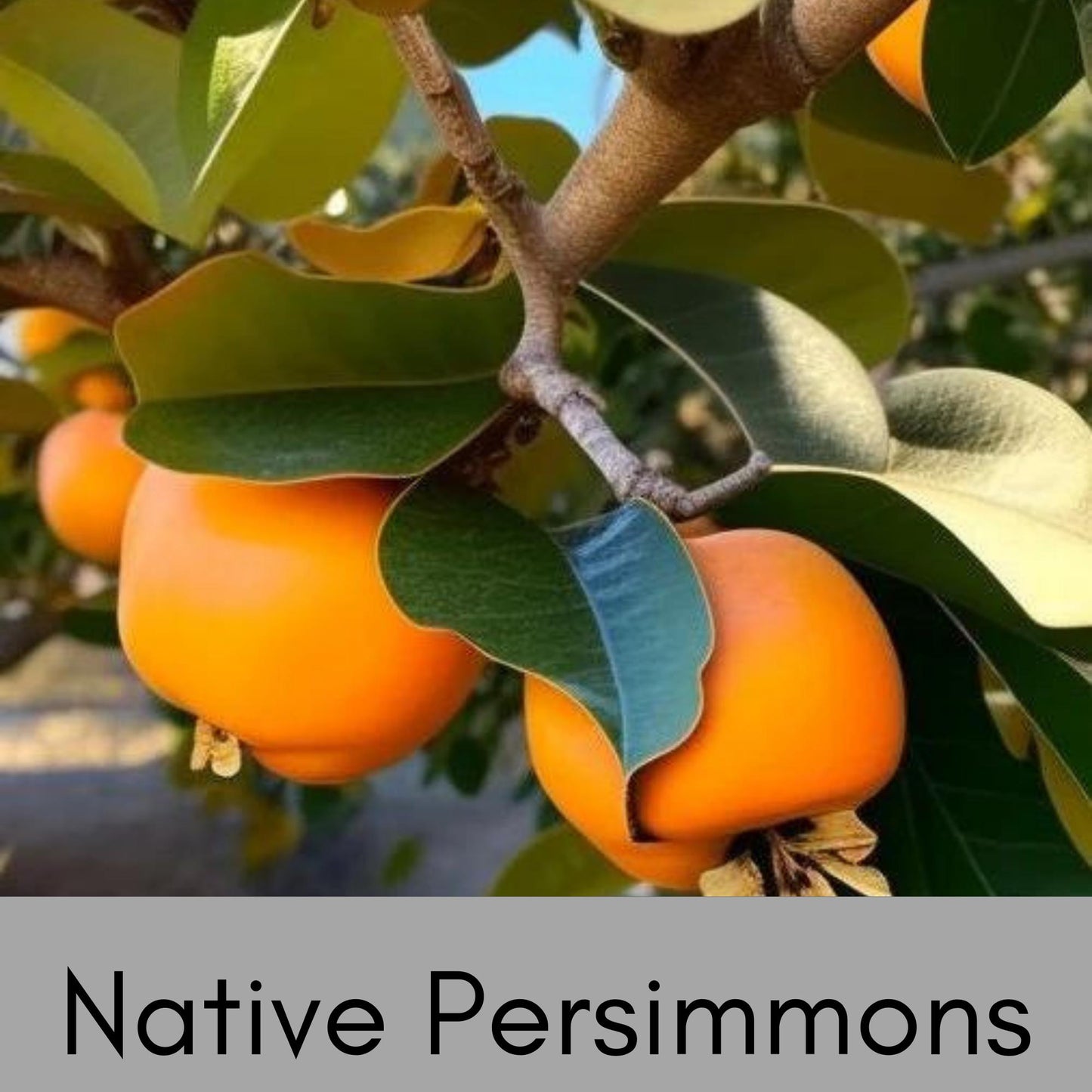 NATIVE AMERICAN PERSIMMMON - 2 Sizes to Choose - Free Shipping!