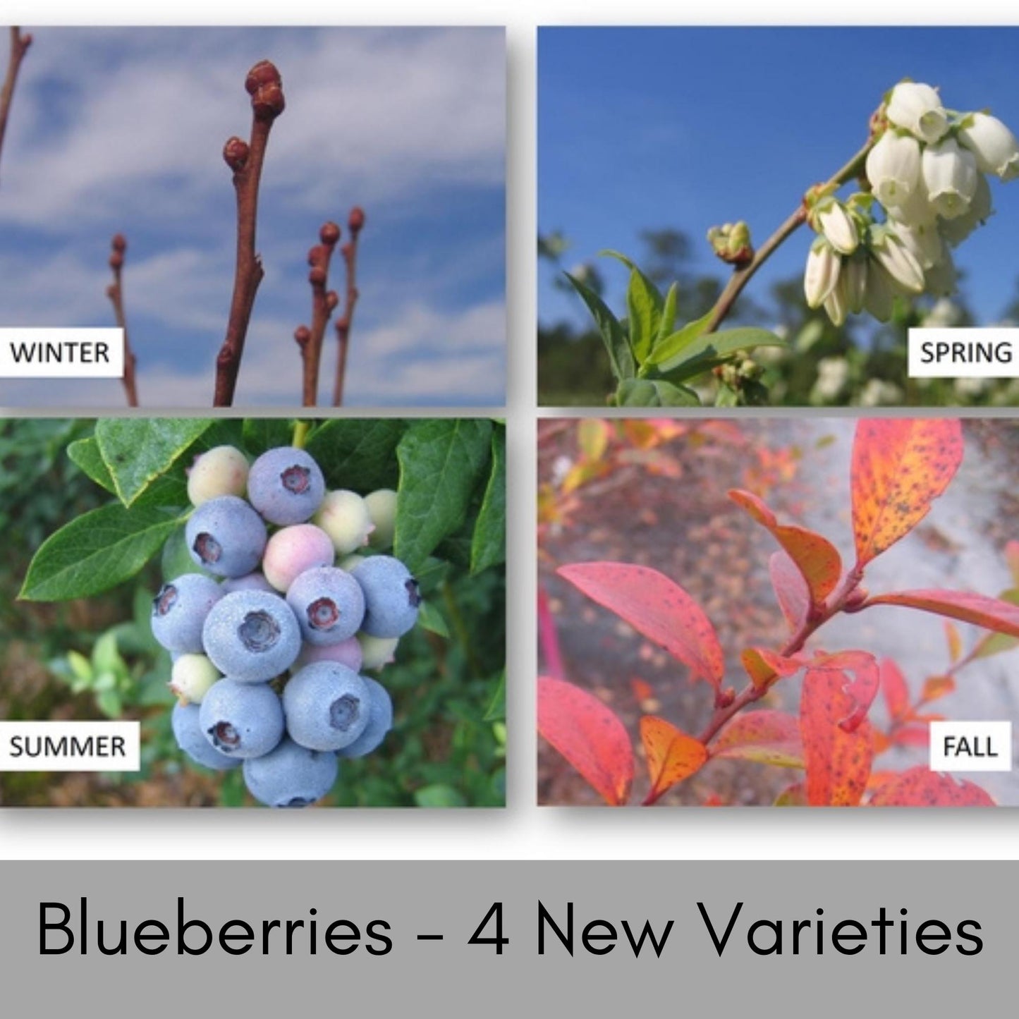 Blueberry Bushes, Edible Fruits, 4 Varieties, Nutritious Foods, 2 Feet Tall Plants, Easy to Grow and Fast Growing, Garden Gifts