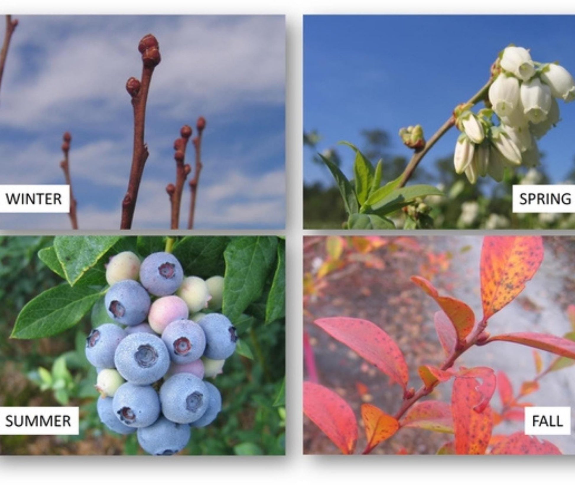 Blueberry Bushes, Edible Fruits, 4 Varieties, Nutritious Foods, 2 Feet Tall Plants, Easy to Grow and Fast Growing, Garden Gifts