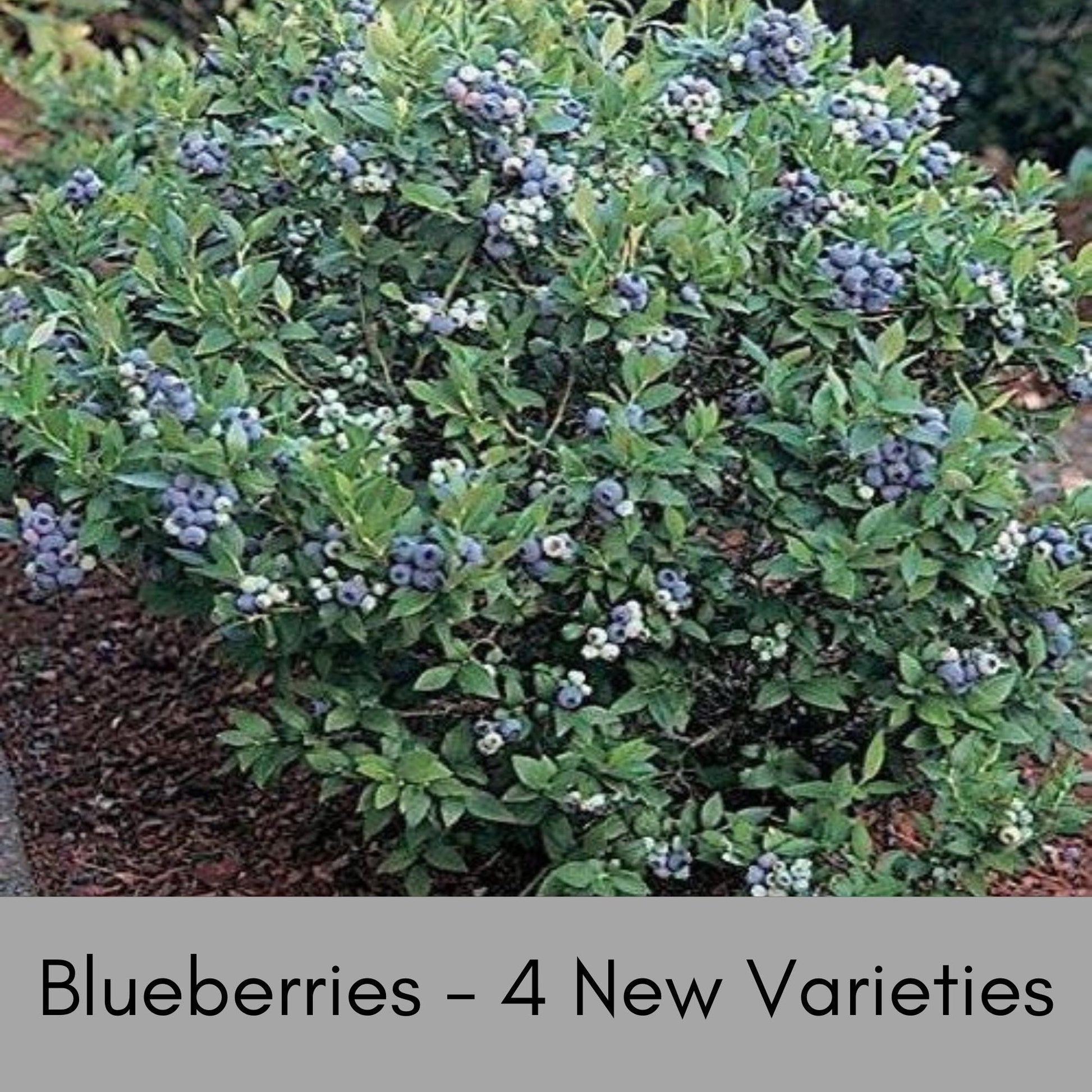 Blueberry Bushes, Edible Fruits, 4 Varieties, Nutritious Foods, 2 Feet Tall Plants, Easy to Grow and Fast Growing, Garden Gifts