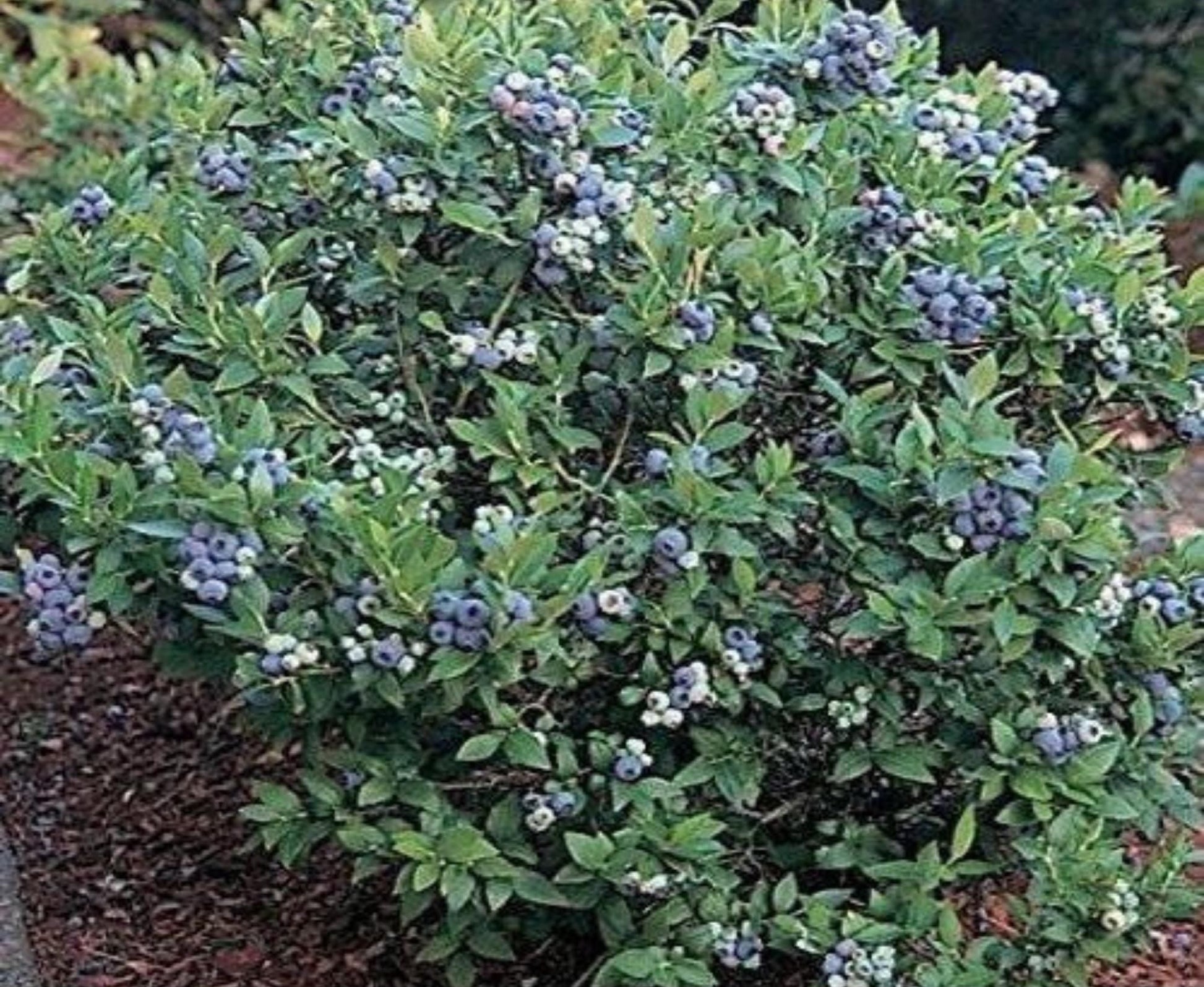 Blueberry Bushes, Edible Fruits, 4 Varieties, Nutritious Foods, 2 Feet Tall Plants, Easy to Grow and Fast Growing, Garden Gifts